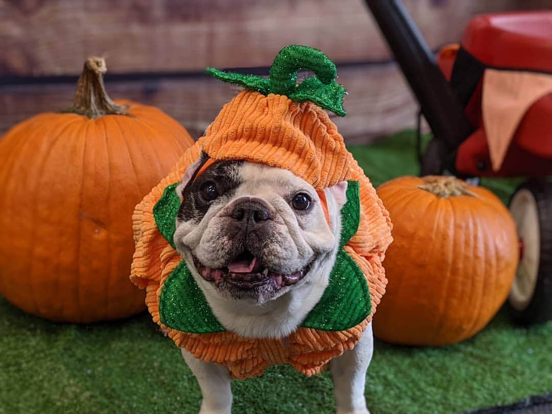 Manny The Frenchieのインスタグラム：「Over here just waiting for October! 🎃」