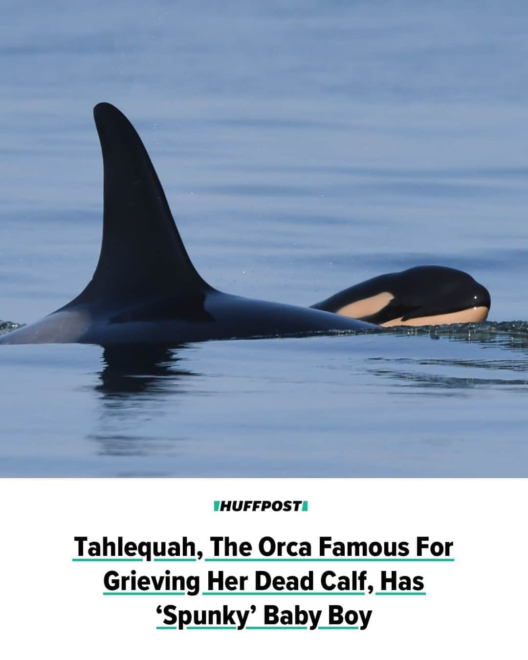 Huffington Postさんのインスタグラム写真 - (Huffington PostInstagram)「A female orca known best for carrying her dead calf with her for more than two weeks in apparent grief is now mother to a healthy male.⁠ ⁠ Tahlequah, a killer whale living a pod of whales in Pacific Northwest waters, gave birth in early September.⁠ ⁠ Researchers determined this week that her new calf is a boy, after examining images from a photographer who observed the orca pod on Tuesday near Point Roberts, Washington.⁠ ⁠ The calf, known as J57 to researchers, was frolicking alongside Tahlequah (also known as J35) with other orcas close by, photographer Sara Hysong-Shimazu said in a news release from the Pacific Whale Watch Association.⁠ ⁠ “It was really touching to see how active and social they were together and to see J57 surfacing with both his mom and surrounded by others in the community,” Hysong-Shimazu said. “He certainly seemed spunky and energetic!”⁠ ⁠ Tahlequah made headlines in 2018 for carrying her dead calf, which had died minutes after being born, for 17 days.⁠ ⁠ Deborah Giles, a research scientist at the University of Washington’s Center for Conservation Biology, told HuffPost at the time that she felt it was accurate to describe the behavior as grieving.⁠ ⁠ “This is completely unprecedented, and honestly your guess is as good as ours as far as what is going on here,” Giles said. “I think it’s really easy to put human emotions on it, but personally I think it’s accurate. I think she is grieving.”⁠ ⁠ Tahlequah isn’t the only whale in her pod to have given birth recently. J41, also known as Eclipse, gave birth to a “rambunctious little bundle of baby” on Thursday, naturalist Leah Vanderwiel said in a release from the PWWA. Eclipse’s calf’s sex and overall health are still unknown. Read more at our link in bio. // 📷 Katie Jones, Center for Whale Research」9月30日 7時41分 - huffpost