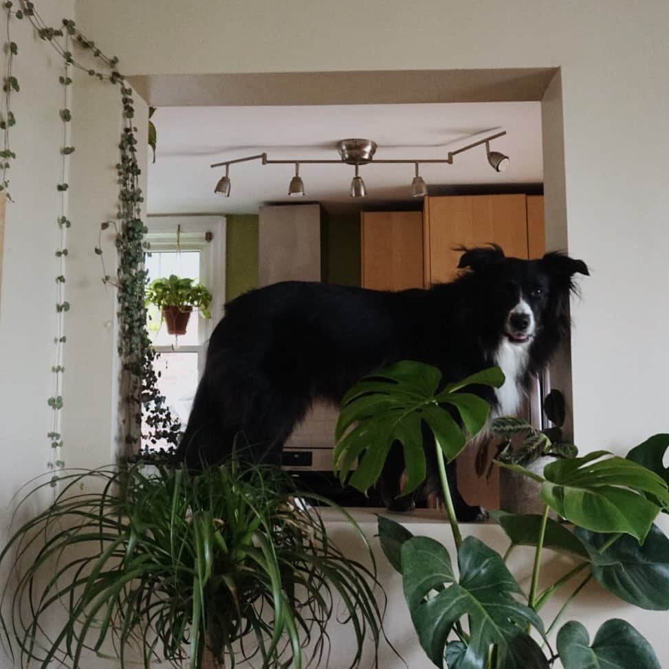 Emily McCrackenのインスタグラム：「Plants and Puppies. Does it get any better?! #plantsandpups   What’s your favourite plant?」