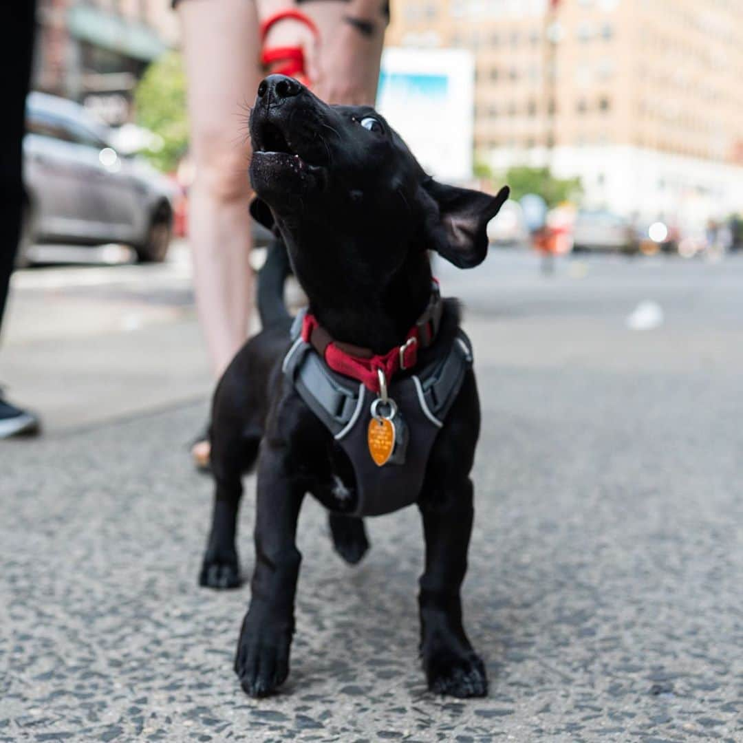 The Dogistさんのインスタグラム写真 - (The DogistInstagram)「Freddo, mix (18 w/o), Spring & Lafayette St., New York, NY • “He won’t go down stairs and we live on the 4th floor.” A rescue from @louieslegacy」9月30日 7時52分 - thedogist