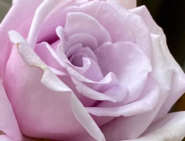 岡部晴彦さんのインスタグラム写真 - (岡部晴彦Instagram)「#バラ日記 #roses 153→154目　早朝　晴れ  ブルーピリオド イングリッドバーグマン  アルティシモ パローレ  #roses🌹 #rosestagram #rose  おはようございます」9月30日 8時15分 - hal_96