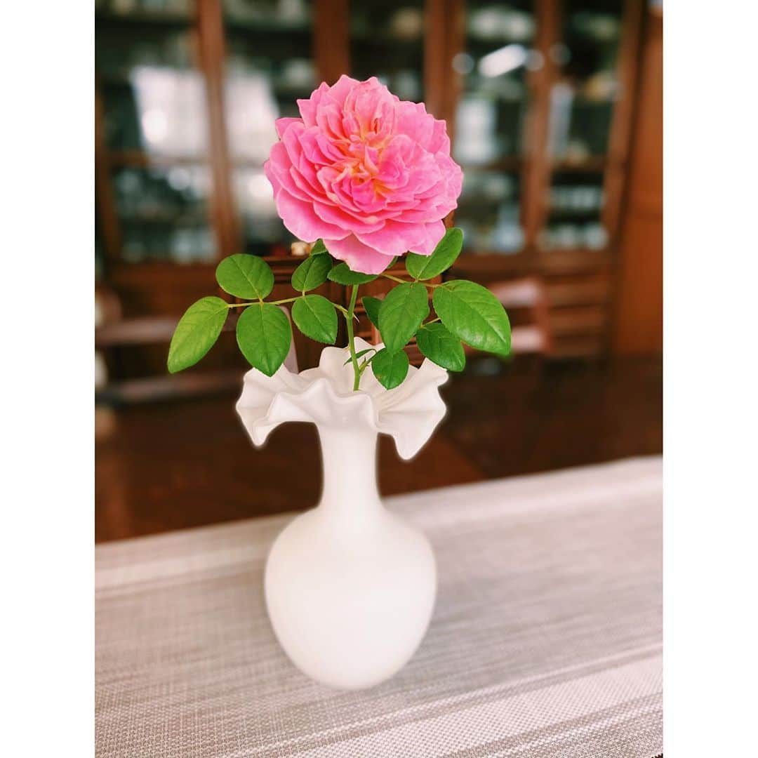 結城モエさんのインスタグラム写真 - (結城モエInstagram)「おはようございます☀️ お家のお庭で育てたクロードモネという種類の薔薇を、 母が花瓶に生けたそうです。可愛いすぎる☺︎ 今日も楽しい1日になりますように🌹  #クロードモネ」9月30日 8時20分 - moe_yuki_