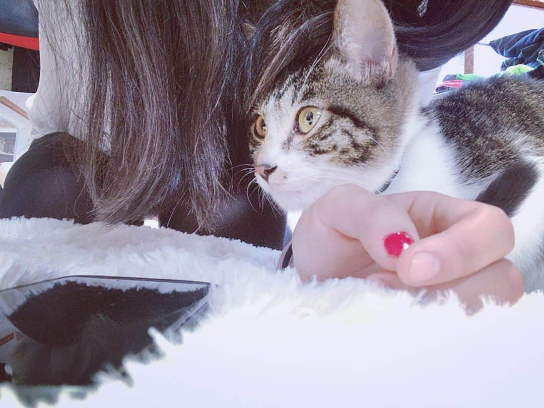 佐々木梨乃さんのインスタグラム写真 - (佐々木梨乃Instagram)「We have a cat. We are all fond of the cat. - Tanaka Corpus🐱❤️  #ねこのいる生活  #ねこすき #ねこすたぐらむ  #にゃんず#にゃんすた  #ねこ写真 #ねこ #ねこと暮らす  #にゃるぴす#保護猫」9月30日 8時28分 - sr8x4volvo