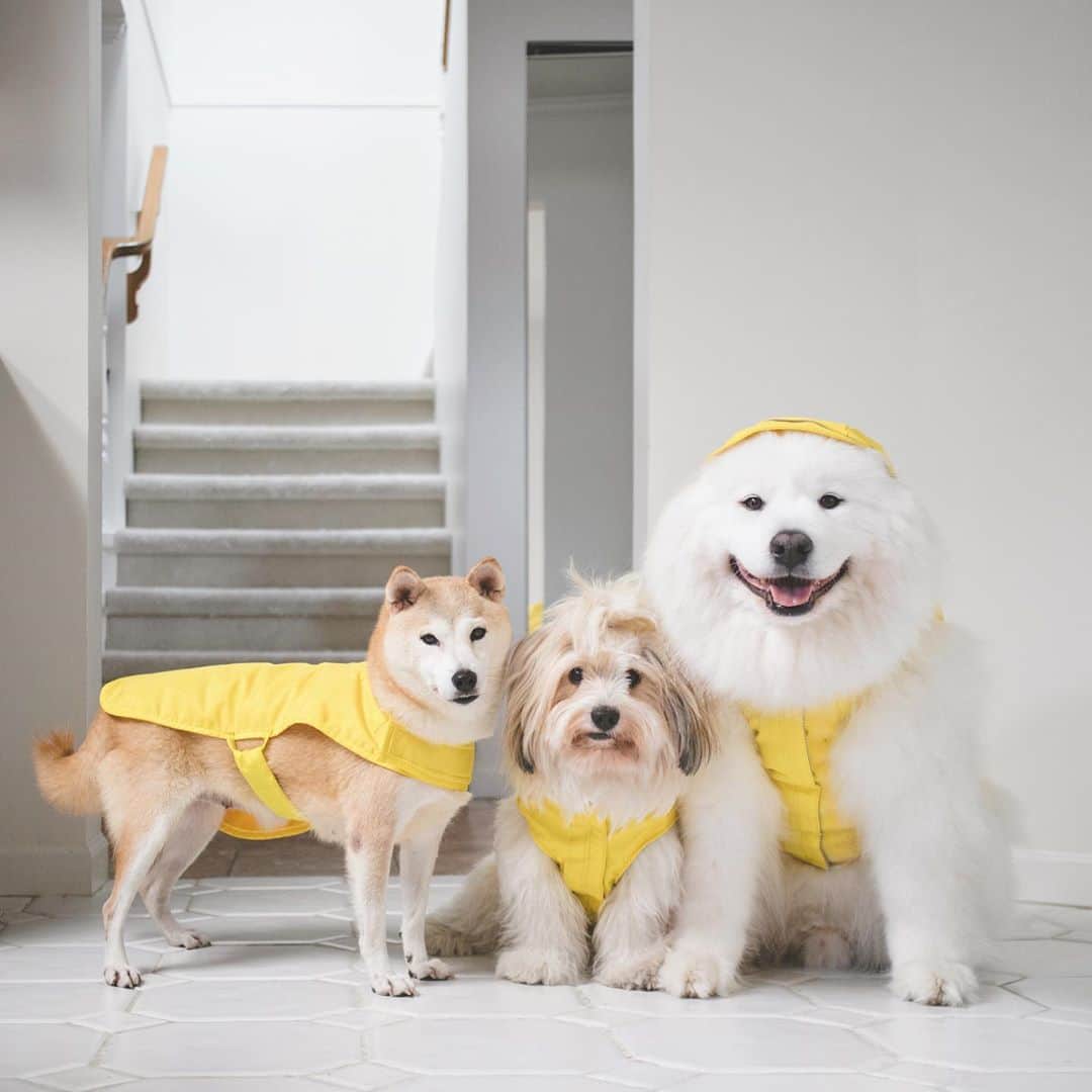 Loki the Corgiさんのインスタグラム写真 - (Loki the CorgiInstagram)「It’s a yellow raincoat kind of day 🌧 - P.S. Coco met a nice family and it went really well! More on that soon 🙂」9月30日 8時30分 - lokistagram