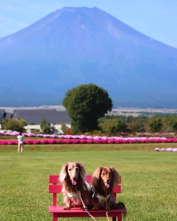 くるみんのインスタグラム：「9月22日 花の都公園 お天気が良くて、富士山もバッチリ！ ベンチの色も映える～  #ミニチュアダックスフンド #ミニチュアダックスフント #ミニチュアダックス #イザベラタン #イザベラ #カニンヘンダックスフント #カニンヘン #カニンヘンダックス #カニンヘンダックスフンドの日常 #カニンヘンダックスフンド #カニンヘンの会 #チョコタンダックスフント #チョコタンダックスフンド #チョコタンダックス #チョコタン #ダックスlove #ダックス多頭飼い #ダックスフント #ダックスフンドカニンヘン #ダックス部 #ダックス大好き #ダックスフンド #ダックス #花の都公園 #all_dog_japan #east_dog_japan #dachshundgram #dachshund #dogstagram #instagramdog  @doggymark_dachshund」