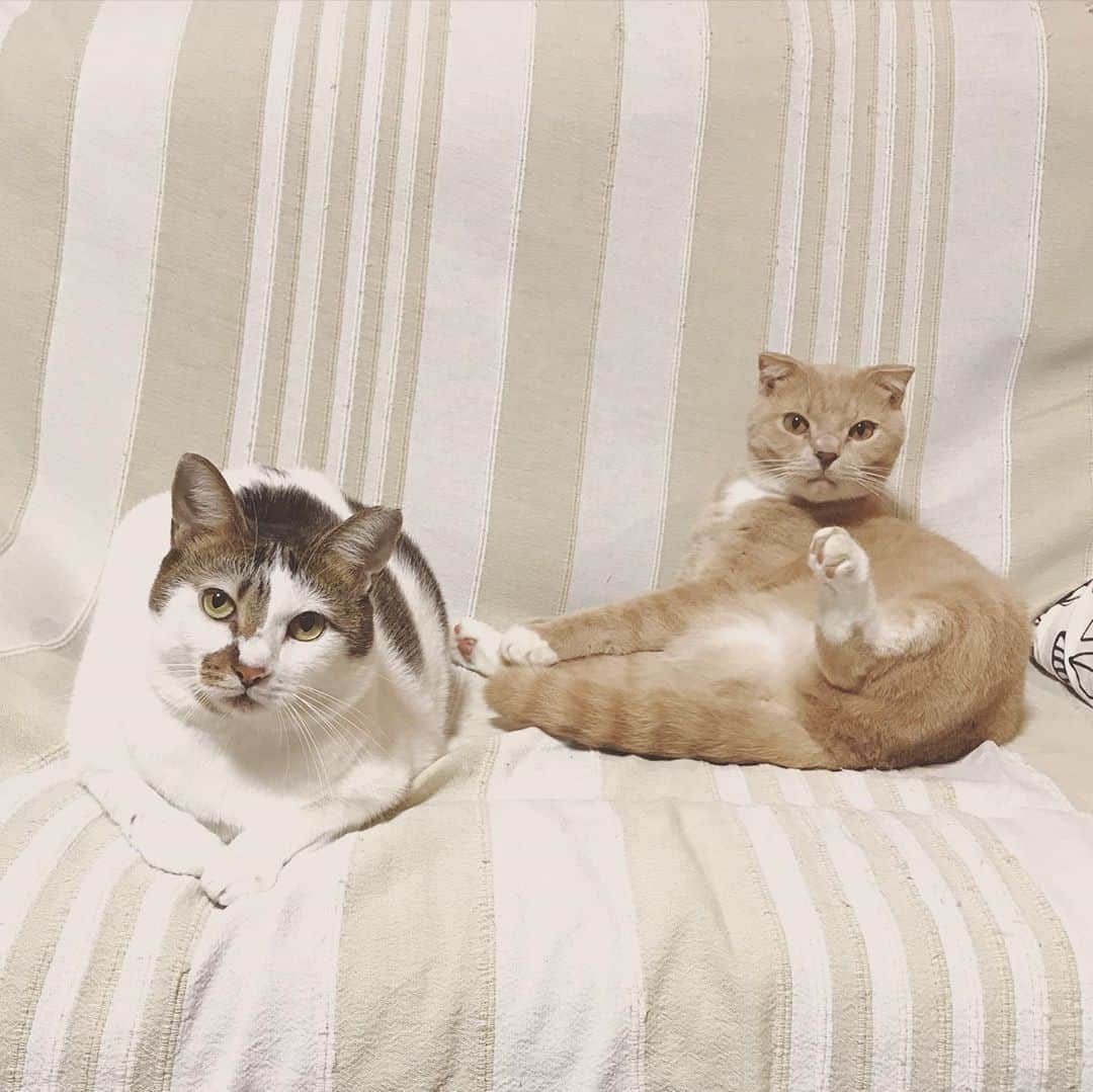 もじゃころのインスタグラム：「おはようございます！ 久々の #ガブモカ です！ 今日も仲良く毛繕い🥰」