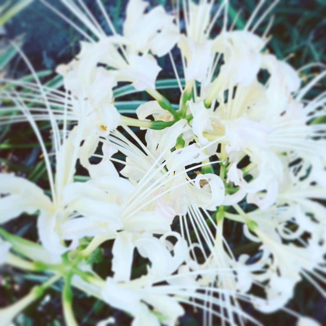 中野敬久さんのインスタグラム写真 - (中野敬久Instagram)「#flowers #flowersoflife #white #hope #blossom」9月30日 8時55分 - hirohisanakano