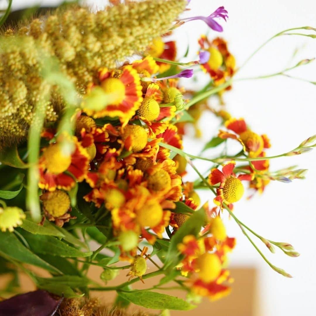 LOVEGREEN -植物と暮らしを豊かに。さんのインスタグラム写真 - (LOVEGREEN -植物と暮らしを豊かに。Instagram)「［前田有紀の一“花”言］ . フラワーアーティストの前田有紀さん( @yukimaeda0117 )が、一家言ならぬ一“花”言と称して、その時期に気になる旬のお花や魅力、そして前田さんならではのアレンジ術などお届けしています。 . -------------------- . 「秋の花あしらい」 すっかり秋めいてきましたね。 . この季節になると、これまで暑かったために日持ちしなかったお花も、ぐんと長く楽しめるようになり、今までよりも飾りやすくなります。 . 今回は秋の始まりに飾りたくなるお花をご紹介します。 . -------------------- . 記事はLOVEGREENからチェックしてみてくださいね🌻 . #秋 #鎌倉 #フラワーアレンジ #スターチス #ヘレニウム #ケイトウ #庭 #フラワーベース #庭のある暮らし #ガーデン #植物 #植物のある暮らし #植物と暮らす #植物が好き #花 #花が好き #花のある暮らし #花と暮らす #春 #LOVEGREENストア #植物と暮らしを豊かに #シンプルライフ #ライフスタイル #暮らし #園芸 #ガーデニング #花束 #花瓶 #一輪挿し #季節の花」9月30日 9時00分 - lovegreen_official