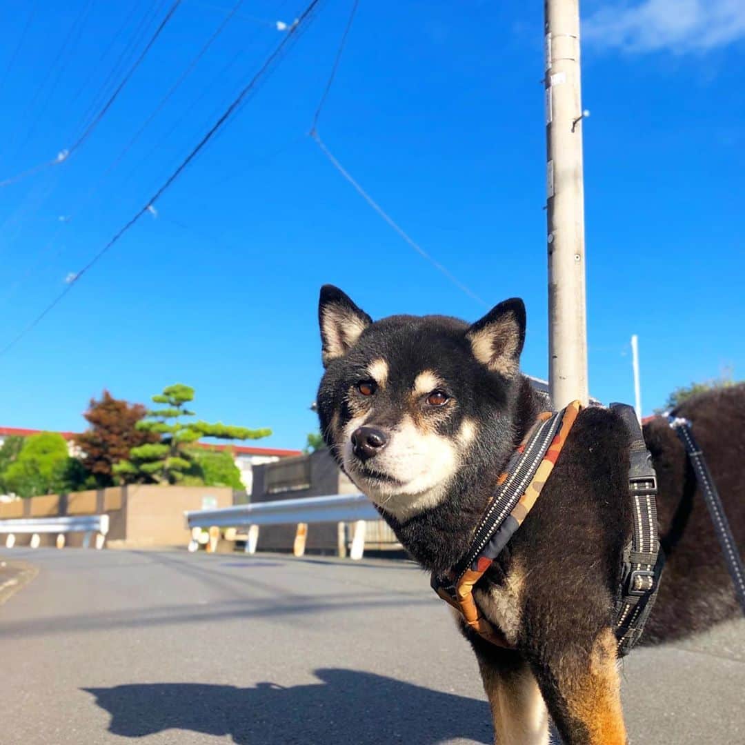 小川博永さんのインスタグラム写真 - (小川博永Instagram)「9月が終わるぞー。  #今朝まる #ししまる #dog #dogs #柴犬 #黒柴」9月30日 9時10分 - ogawahironaga
