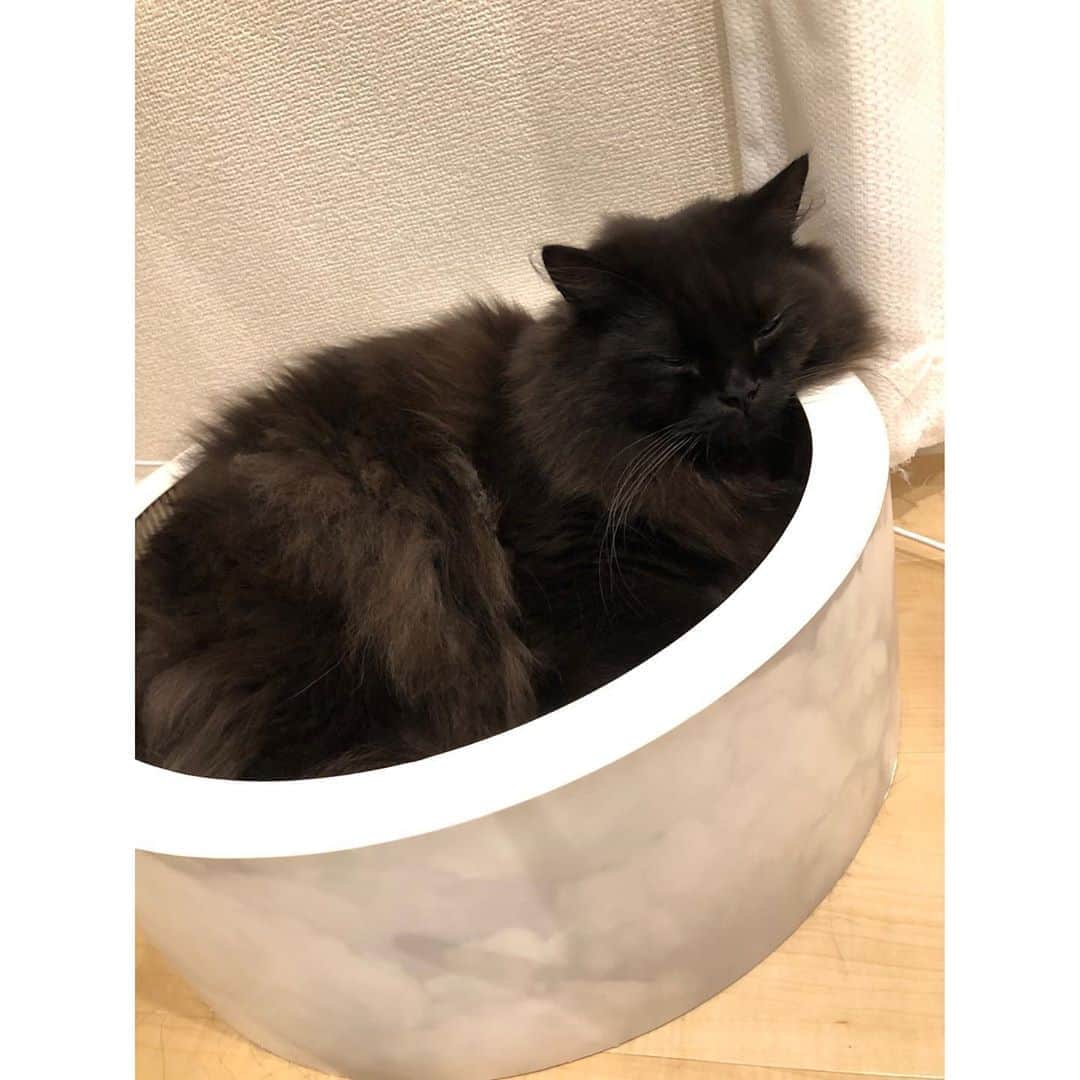春輝のインスタグラム：「夜中目が覚めて電気をつけたら☺️  段ボールに興味ない🐈 寝る時は床🐈  ですがこの姿が見たいが為に購入して２ヶ月、全然入ってくれず捨てようかと思ってたところで嬉しい☺️  起こしてごめんね☺️  #バレンティン#Balentien #メインクーン#MaineCoon#猫#cat #春輝#haruki」