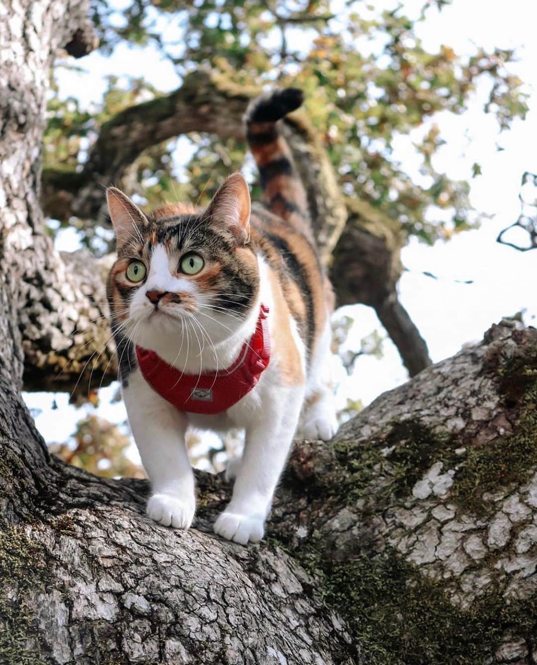 Bolt and Keelのインスタグラム：「Meet Aspen 🐱 This awesome adventure kitty loves trees, logs and scenic views!  . @adventrapets ➡️ @thebitchycalico  —————————————————— Follow @adventrapets to meet cute, brave and inspiring adventure pets from all over the world! 🌲🐶🐱🌲  • TAG US IN YOUR POSTS to get your little adventurer featured! #adventrapets ——————————————————」