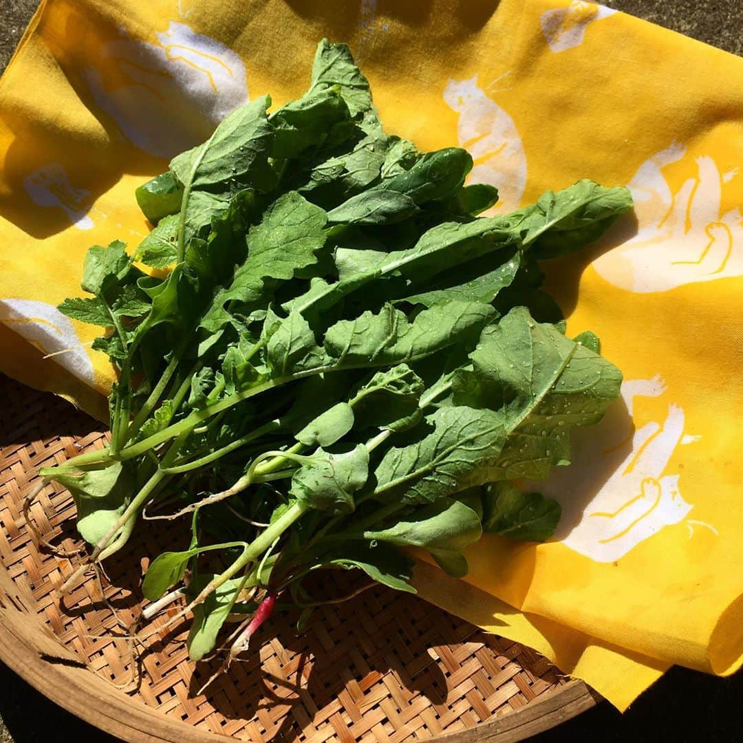 ナガイケジョーさんのインスタグラム写真 - (ナガイケジョーInstagram)「本日の採れたて野菜。聖護院大根と小松菜etc.を間引いたもの。根を強くするためには間引きも大事。黄色手ぬぐいは猫の姿が淡くぼんやりしているところが味わい。根強い人気があります。 #ゆびびき舎 #猫手ぬぐい #通販やってます #プロフィールのリンクよりどうぞ #野菜は売ってません」9月30日 10時35分 - joenagaike