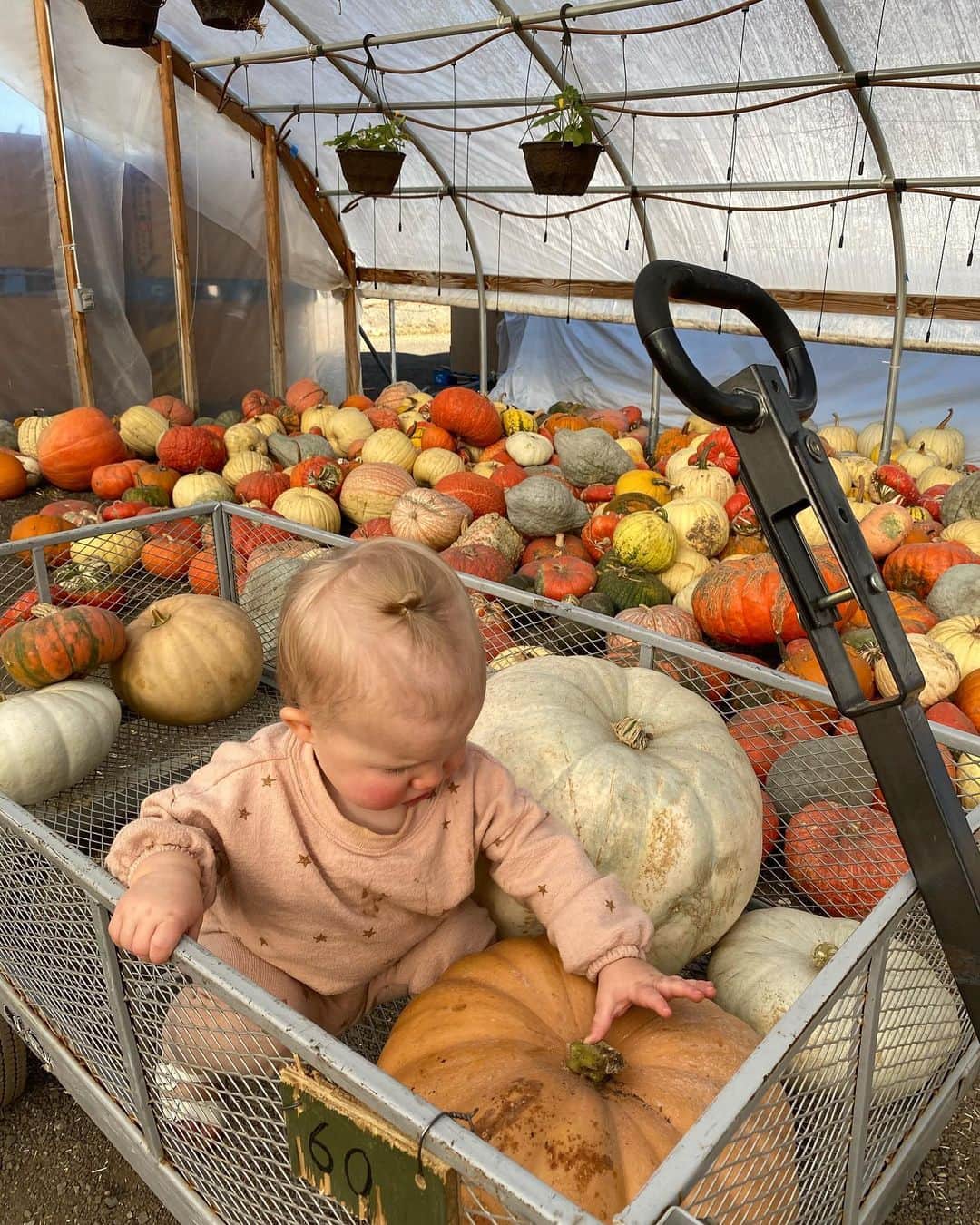 Aspyn Ovard Ferrisさんのインスタグラム写真 - (Aspyn Ovard FerrisInstagram)「Went to the pumpkin patch this afternoon 💕」9月30日 10時52分 - aspynovard