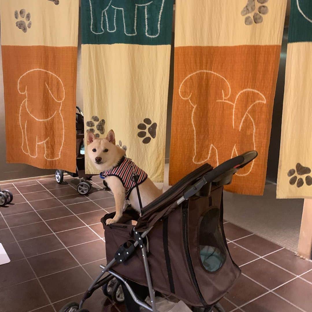 のインスタグラム：「ドッグフレンドリーな温泉宿 ザ・シロヤマテラス津山別邸に行ってきたよー😁  津山城跡の近くにある 津山温泉♨️  ドッグランがあって、お部屋に ワンコ専用のバスタブもあるのっ😆  いつもワンコ同伴旅のお宿選びに苦労しますがこちらはとーってもよくてリピートしたいと思いました。  もう少し詳しいことはブログに記録を残しておこうとおもいます😁  #ザシロヤマテラス津山別邸 #ドッグフレンドリー #旅 #旅行 #犬のいる暮らし #犬好きな人と繋がりたい #温泉旅行 #岡山観光 #豆柴 #柴犬 #柴犬好きな人と繋がりたい」
