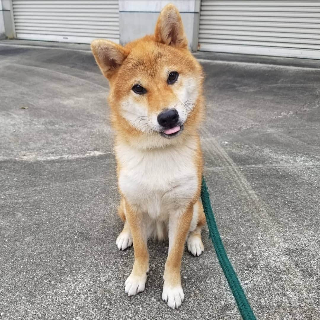 柴犬たま Shibainu Tamaのインスタグラム