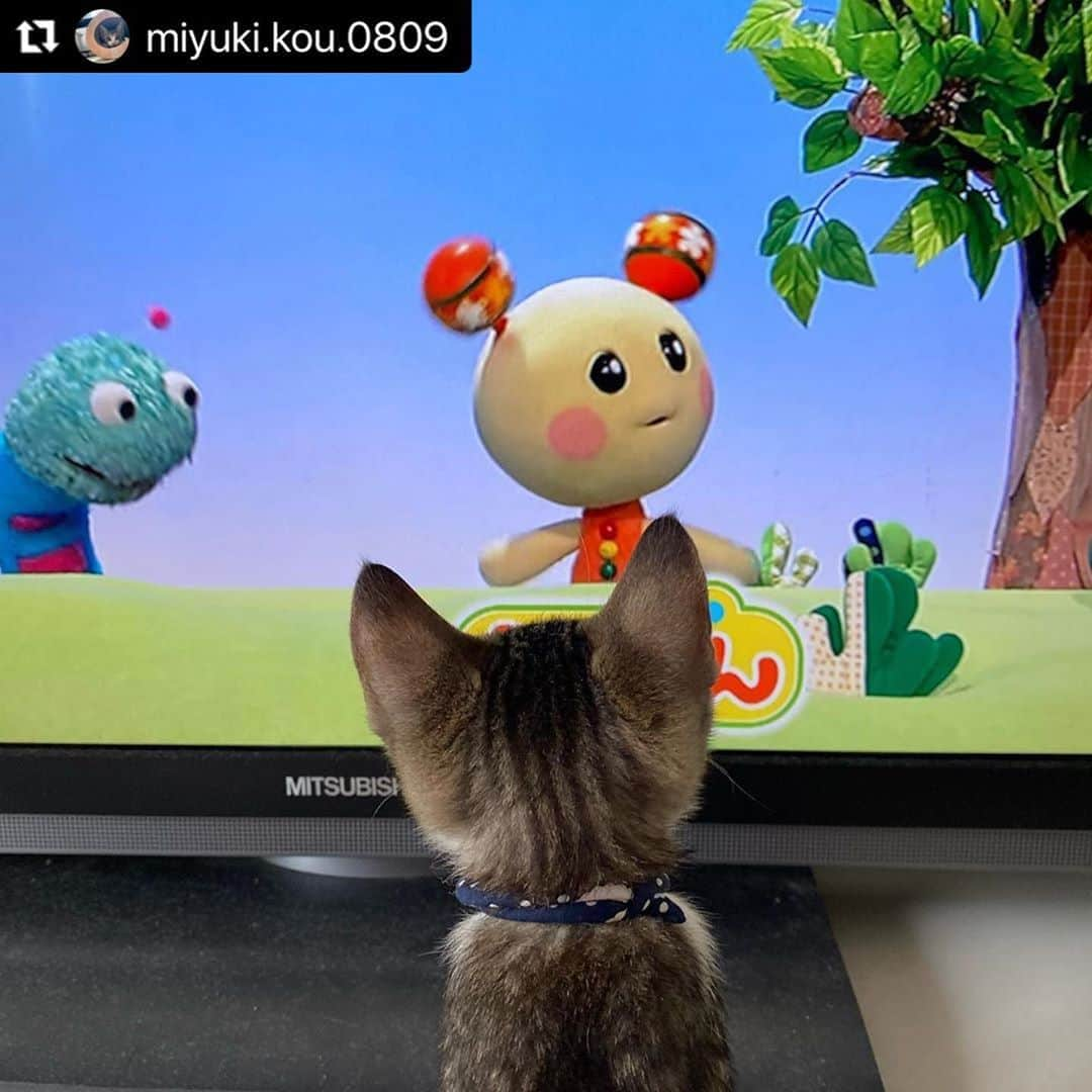 ねこさんのインスタグラム写真 - (ねこInstagram)「【#ねこは人を笑顔にする】❣️ テレビっ子📺💓 @miyuki.kou.0809 さん、ありがとっ🤟🏻🤘🏻😍 #Repost @miyuki.kou.0809 with @make_repost ・・・ . ＊おうち猫　20日目＊  にぃにと一緒にわんわんを見るのです。 にぃにと一緒でおかいつよりわんわん派  #みゆのひとりごと #テレビに興味津々  ∴‥∵‥∴‥∵‥∴‥∴‥∵‥∴‥∵‥∴ ∴‥∵‥∴‥∵‥∴‥∴‥∵‥∴‥∵‥∴ #猫　#猫好きさんと繋がりたい #猫部 #ねこすたぐらむ #猫のいる暮らし #ねこのいる幸せ #にゃんすたぐらむ🐾  #猫変態族　#猫と暮らす #こねこすたぐらむ #にゃんすたぐらむ #ねこのいる生活  #子猫　#子猫のいる生活 #みんねこ　#peppyフォト部 #peppy  #猫ぐらし幸せの瞬間 #ペコねこ部 #ねこは人を笑顔にする　#保護猫　#子猫保護しました　#ねこのきもち」9月30日 12時29分 - neko_magazine