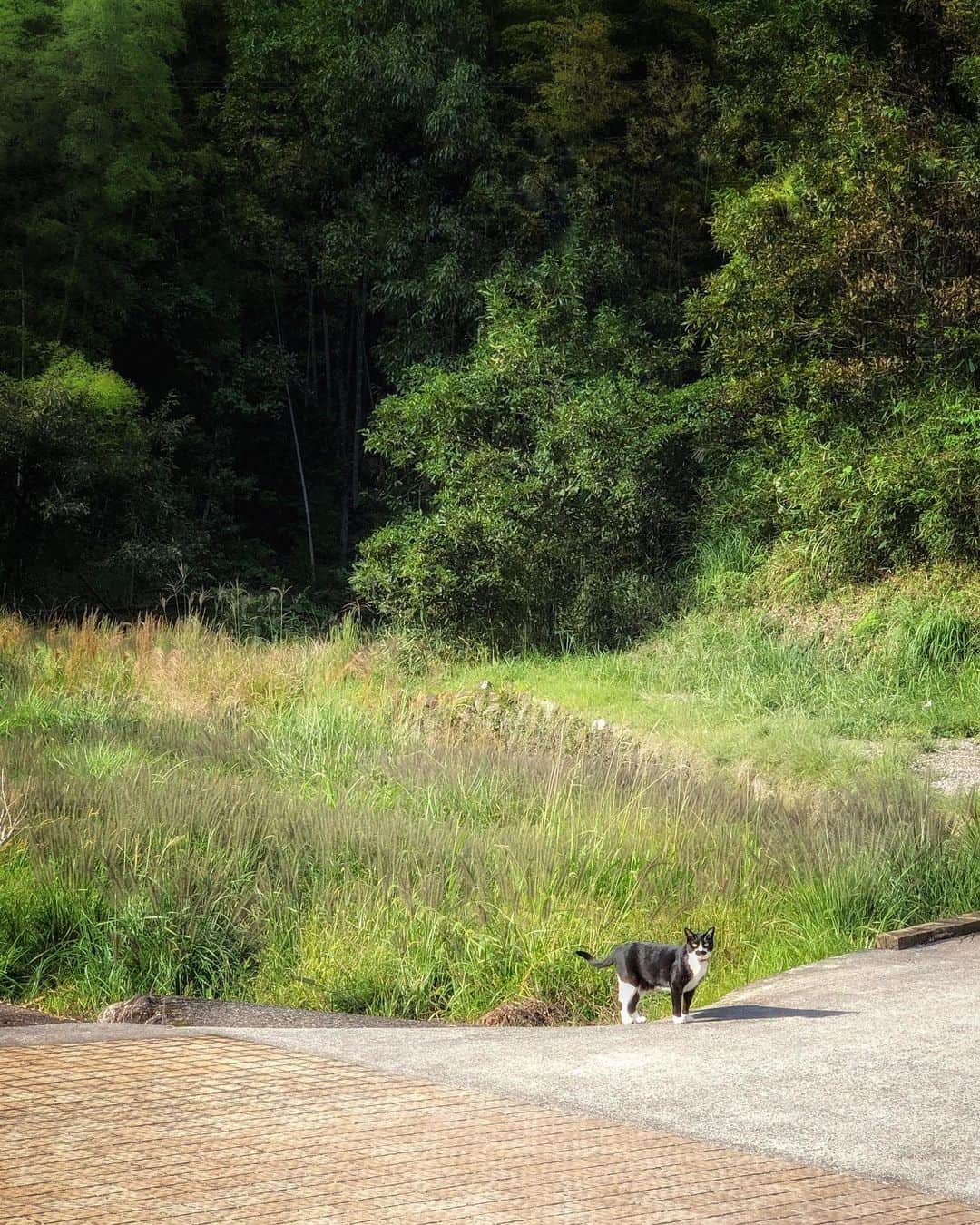 sunday_722のインスタグラム：「*﻿ *﻿ 日曜日は﻿ リサさんが東峰村を﻿ 案内して﻿ 下さいました。﻿ *﻿ ティールーム　ジューンベリー﻿ 看板猫のプリンちゃん🐈﻿ お髭🧔🏻があるメス猫🚺﻿ ちゃんです。﻿ *﻿ 人見知りしちゃうので﻿ お会いできたのは　﻿ 帰る時﻿ 車のエンジンを﻿ かけたら﻿ 茂みから出て来て﻿ 見送りだけ﻿ してくれました。﻿ *﻿ 遠すぎて﻿ 残念だったけれど﻿ お会い出来て﻿ 嬉しかったです。﻿ *﻿ ﻿ #ShotOniPhone﻿ #ShotOniPhoneX﻿ #朝倉郡﻿ #ShotOn_TG﻿ #tg_tele﻿ #cat﻿ #猫﻿ #fukuokapics﻿ #rsa_minimal﻿ #jj_mobilephotography﻿ #transfer_visions﻿ #indies_minimal﻿ #visionofpictures﻿ #worldmobilephotography﻿ #tv_pointofview﻿ #beautifuldestinations﻿ #vimpt﻿ #vimptfreeprint﻿ #raw_mobile﻿ #samewheremagazine﻿ #juneberry」