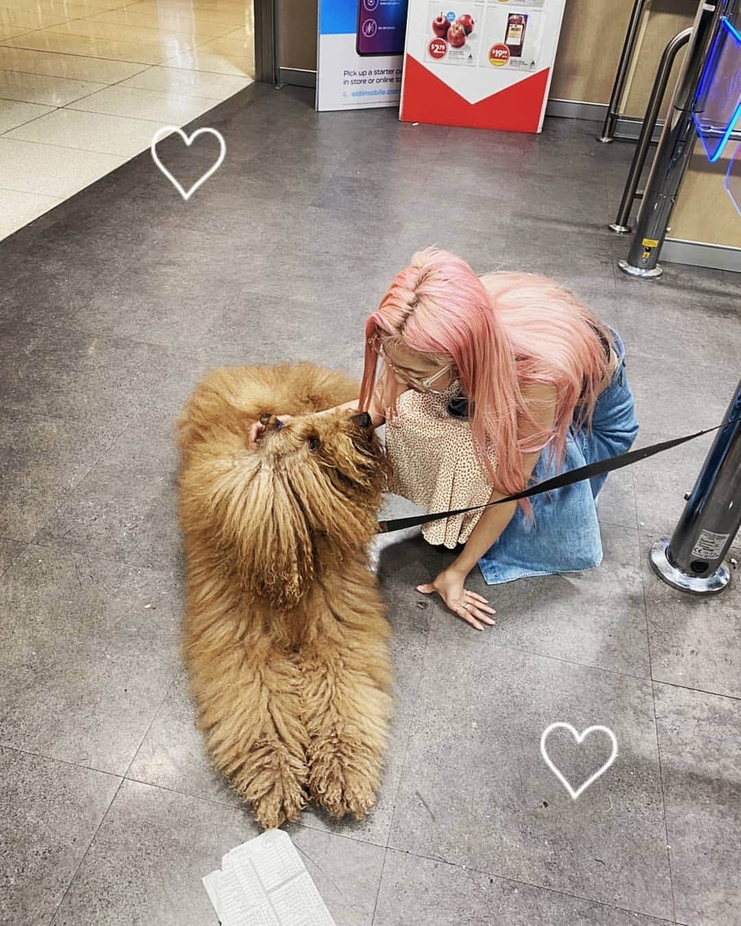小林レイミのインスタグラム：「大きいワンコ怖いけど @ aldi sydney 🛒✈️  #greetings #dogfriendly #sydney #throwback🔙 #travelworld #poodle #pinkhair #doglife #dailyshot #スーパーで待てされてた子 #プードル かな」