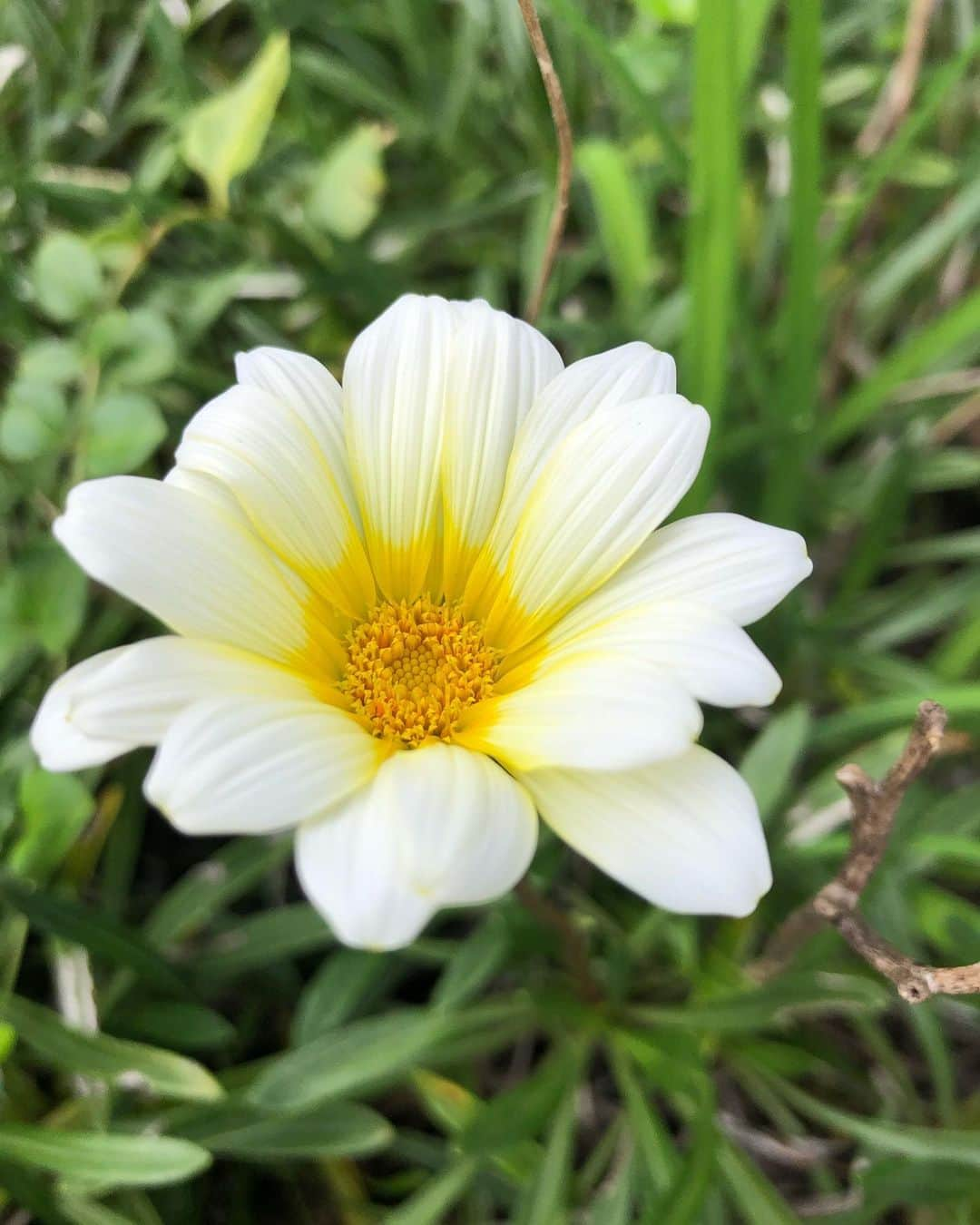 竹川美子さんのインスタグラム写真 - (竹川美子Instagram)「オステオスペルマムの花☘️ #オステオスペルマム #別名アフリカンデージー #マーガレットに似た花 #白い花 #春・秋に咲く花 #道端 #花言葉 #元気 #無邪気 #変わらぬ愛 #ほのかな喜び #日が昇るとともに咲く #癒し」9月30日 12時44分 - takegawamiko