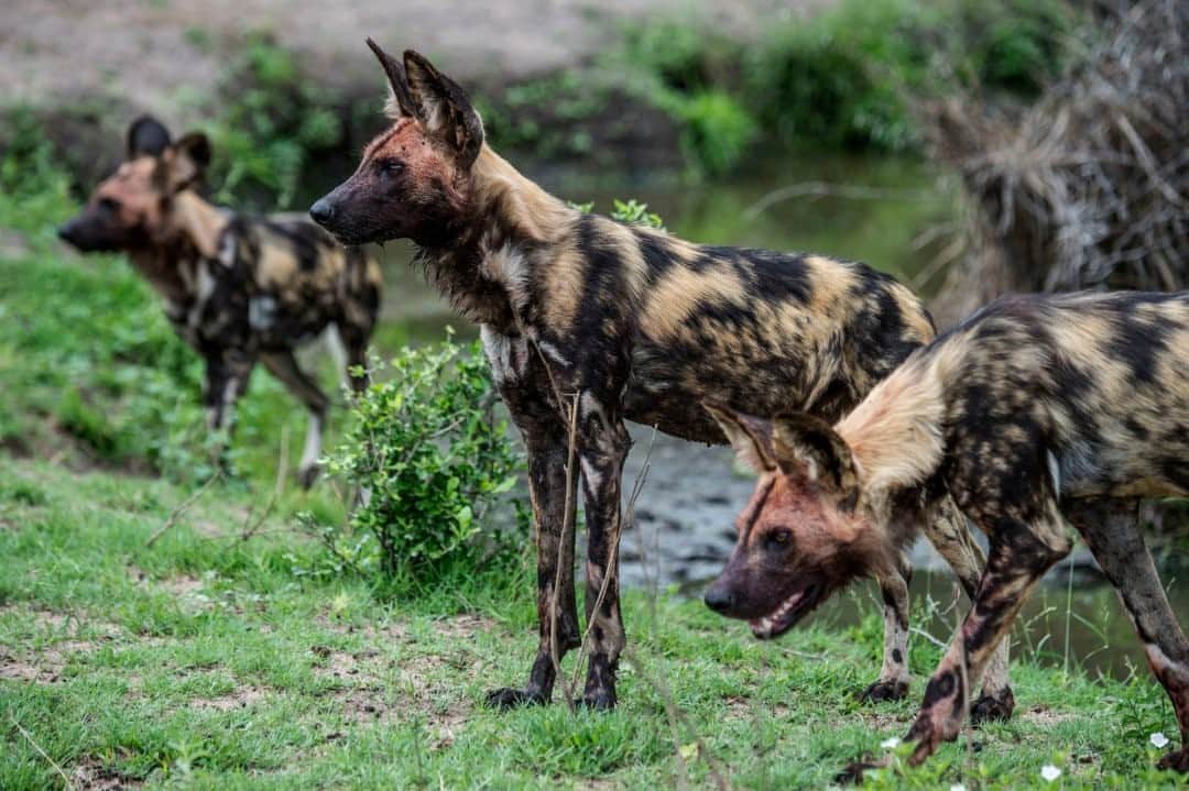 National Geographic Travelさんのインスタグラム写真 - (National Geographic TravelInstagram)「Photo by @amivitale / African wild dogs stand alert at South Africa's Kruger National Park (@sanparksknp). The wild dogs, also known as painted dogs, move quickly in packs within which they share food and assist the weaker members. With an estimated population of only 1,409, they are among the world's most endangered mammals.  Follow @amivitale for photos of endangered species and those working to create a healthy coexistence with them. @SANParks @natgeo @thephotosociety @photography.for.good #africanwilddogs #painteddogs #dogsofinstagram #dogs #southafrica」9月30日 13時09分 - natgeotravel