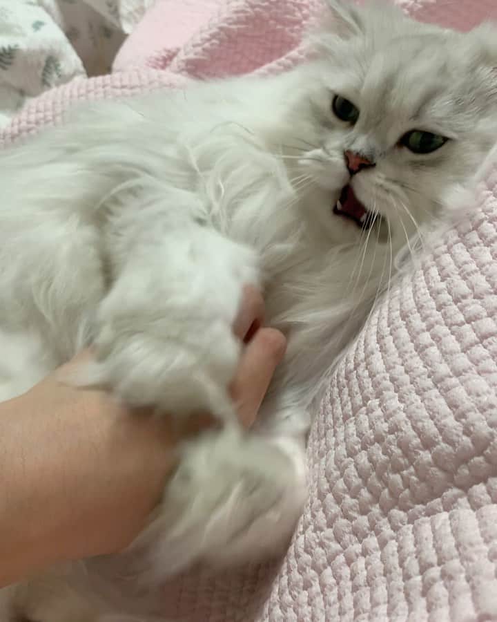후추네큰언니のインスタグラム：「우리 이러고 놀아요 😜 . . . . . #후추  #고양이  #냥스타그램 #캣스타그램  #Hoochu #Hoochuthecat #cat #cats #catstagram #catsofinstagram #topcatphoto #bestmeow #ilovecat #cute #fluffy #petstagram #instacats」