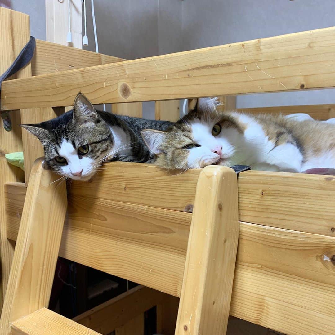 ひのき猫さんのインスタグラム写真 - (ひのき猫Instagram)「オデコと秀吉は息子のベッド。  オマメは娘のベッド。  ひのきは息子の机の上。  ひまわりはプリンターの上でおネムのようです💤  おやすみなさい🌙」9月30日 22時43分 - hinoki.cute.kitten