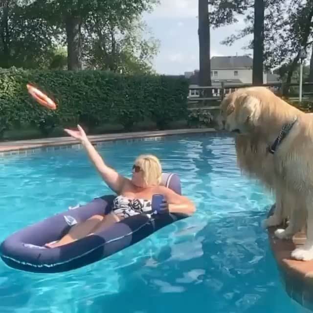 DogsOf Instagramのインスタグラム：「“If I can jump over grandma, yew can jump over any hurdles dis week! 🤸 Make it a good one, furiends 💙” writes @gill_thegolden   #dogsofinstagram」