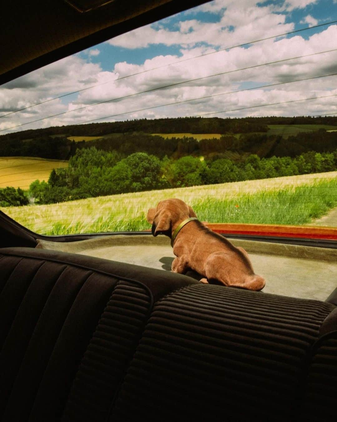 メルセデス・ベンツさんのインスタグラム写真 - (メルセデス・ベンツInstagram)「What about a cute nodding dog and a stylish classic leather bag for your next trip in your Mercedes-Benz? Get the items now online by clicking on the shopping tags! 📷 @roserbrothers via @mercedesbenzmuseum  #MercedesBenz #MBclassic #thebestornothing」9月30日 22時55分 - mercedesbenz