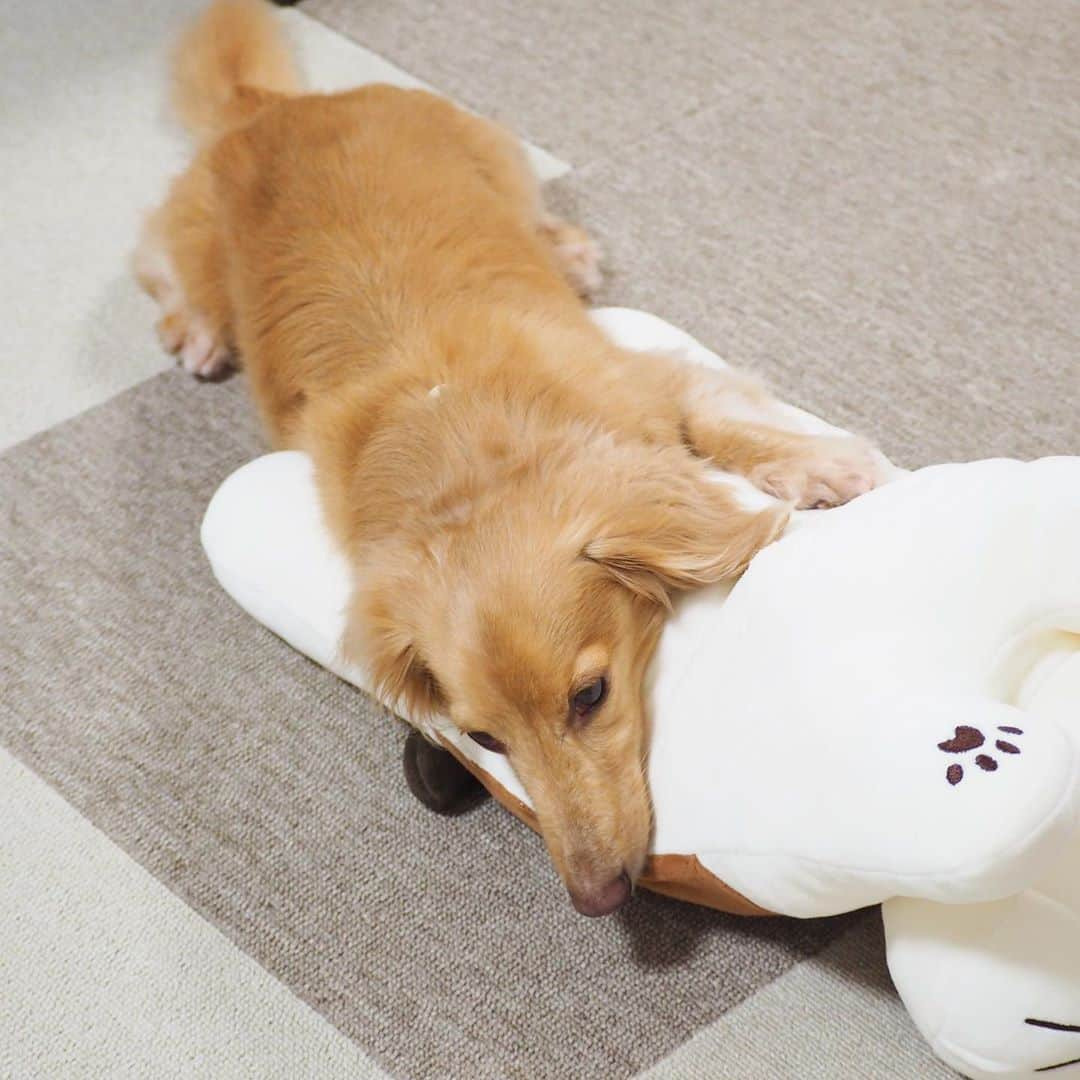 Sora Momoさんのインスタグラム写真 - (Sora MomoInstagram)「大きなミケちゃんに乗って休憩中のふわふわおちり🐶🐾 ☺︎ 撫でてもらってご機嫌🐶💕 ☺︎ ナデナデが終わってしょんぼり😞 半分ずり落ちてるし ☺︎ #水曜日はおちり祭り #ふわふわおしり部 #ナデナデがあるときー⤴︎#ないときー⤵︎ #関西しか通じない#しょんぼり#半分ずり落ちる #ダックス#ミニチュアダックス #dachshund #miniaturedachshund」9月30日 22時59分 - teratera_sorapu_