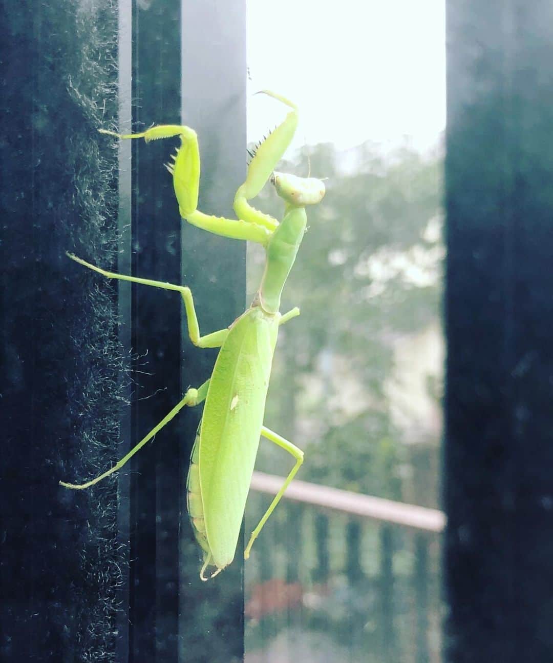 逸見太郎のインスタグラム：「カマキリさん  昨日午後ベランダに現れた緑のお客様 居心地が良かったのか 今朝もまだいた❗️ どんだけー！  写真①火曜日 写真②水曜日  #カマキリ」