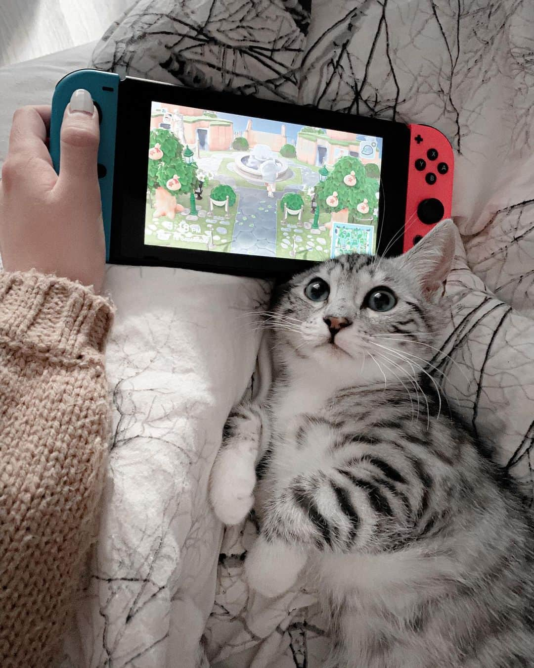 VIRAL PETSさんのインスタグラム写真 - (VIRAL PETSInstagram)「Fibi likes the sounds from animal crossing and always wants to help ♡」9月30日 23時14分 - fibithesnowcat