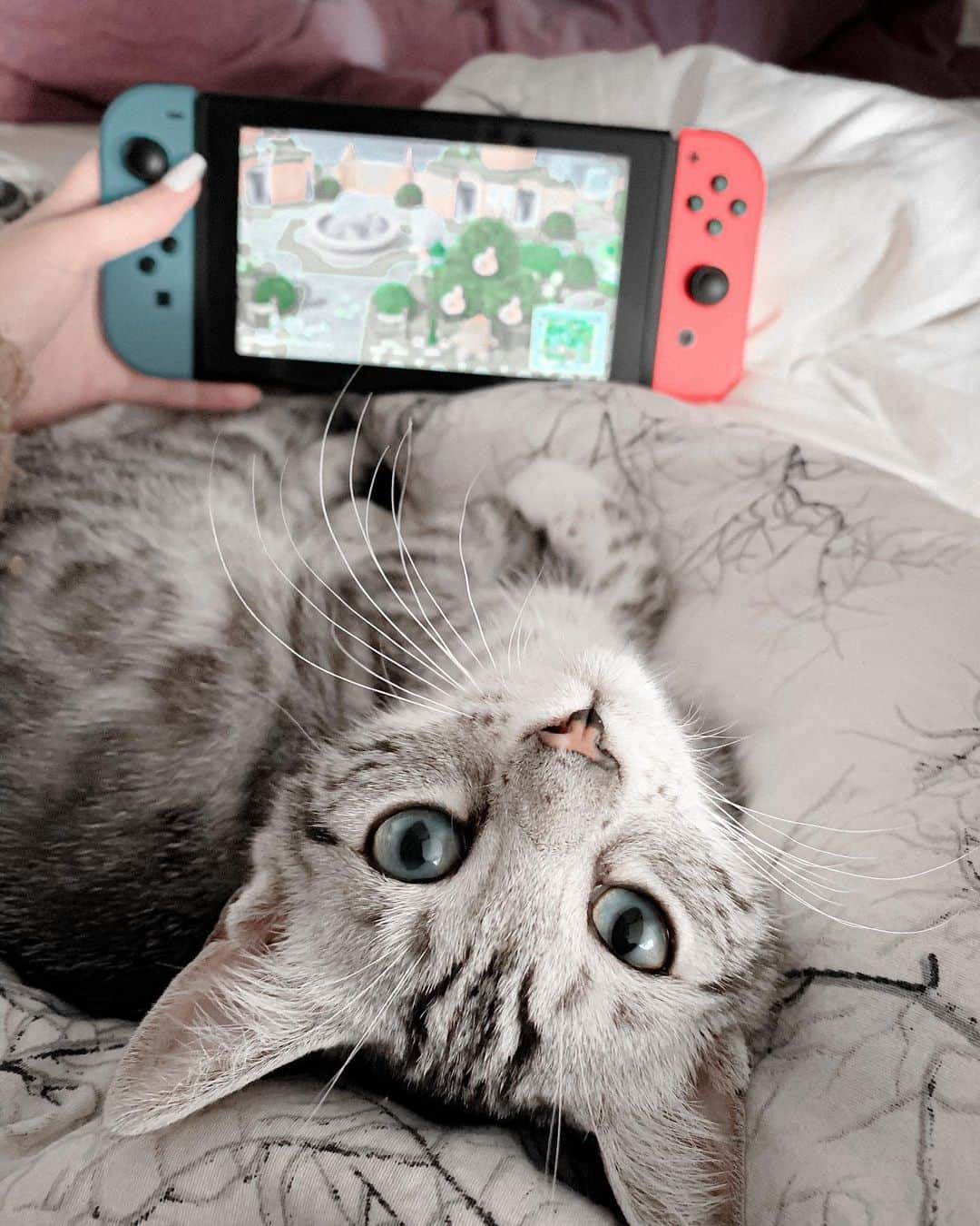 VIRAL PETSさんのインスタグラム写真 - (VIRAL PETSInstagram)「Fibi likes the sounds from animal crossing and always wants to help ♡」9月30日 23時14分 - fibithesnowcat