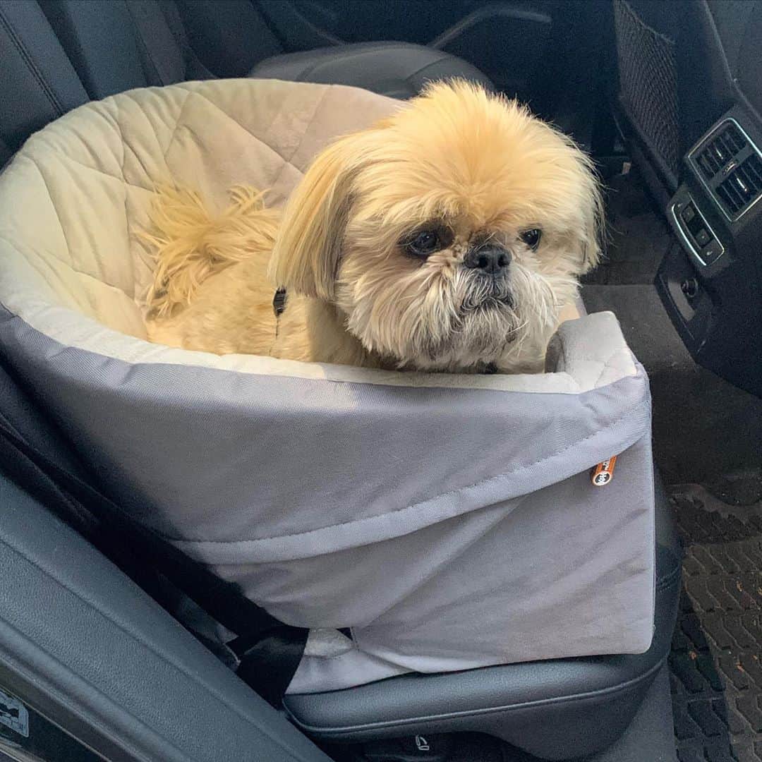 Dougie the Shih Tzuさんのインスタグラム写真 - (Dougie the Shih TzuInstagram)「Our little bear will be having the eye graft surgery today.  Keep him in your thoughts and I will update later. ❤️」9月30日 23時39分 - dailydougie