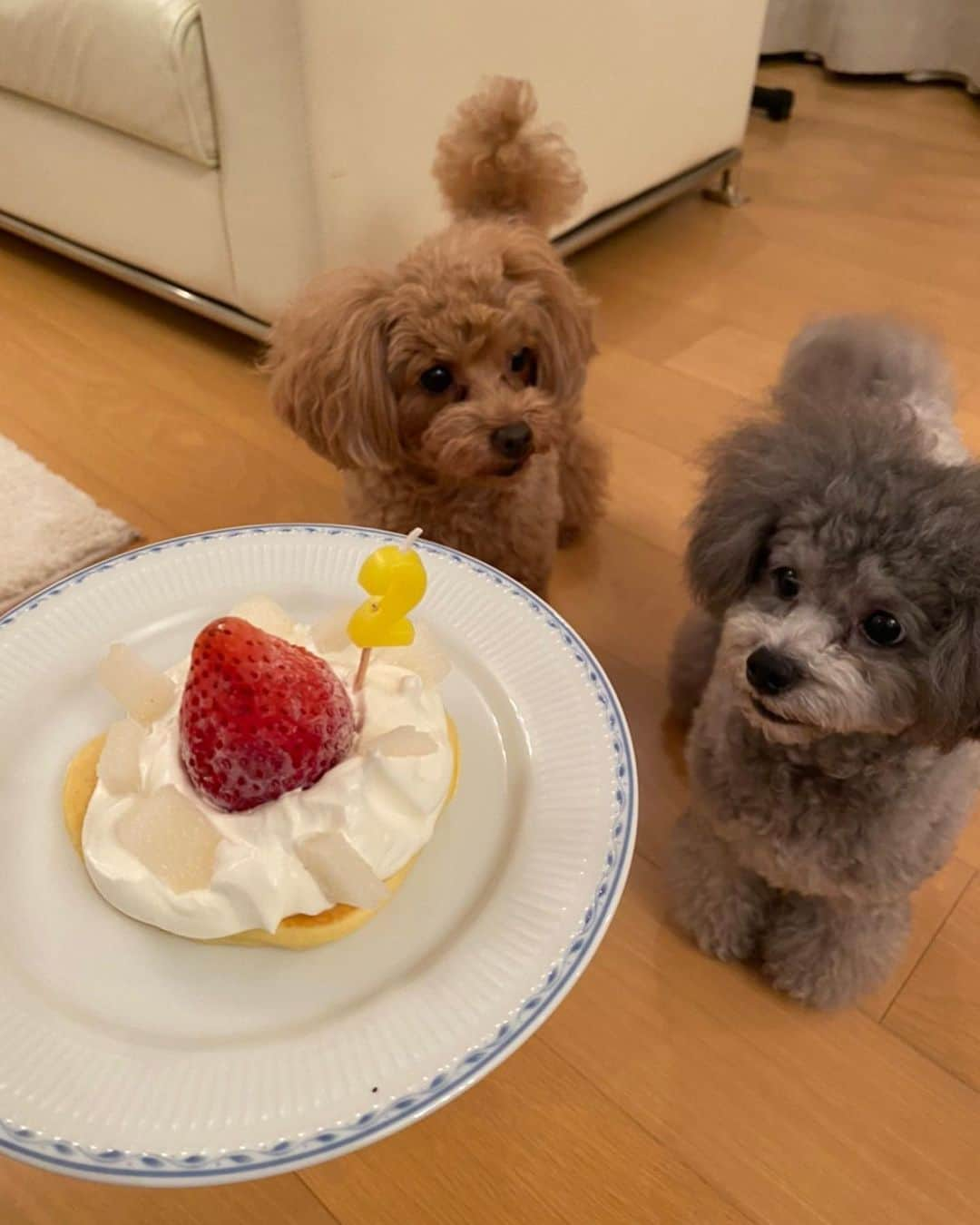 山下莉奈さんのインスタグラム写真 - (山下莉奈Instagram)「Happy birthday 🥳 鼓太郎くん﻿ ﻿ ２歳になりました〜🎉﻿ ﻿ うちの可愛い可愛い末っ子ボーイ💕﻿ ﻿ すくすくやんちゃに﻿ でもかなり繊細で臆病な所もあるけど﻿ ﻿ ポーちゃんに負けじと毎日おもちゃの取り合いを頑張ってます🧸💓﻿ ﻿ ﻿ ちょっとお座り忘れてたからまた教えなきゃ🤣💦💦﻿ ﻿ よく食べよく遊びよく寝て💕﻿ これからもニコニコ可愛い鼓太郎でいてね💕﻿ ﻿ ２歳おめでとう🎂💓🎊﻿  #トイプードル #ぼくは鼓太郎　#トイプードルシルバー」9月30日 23時57分 - rinayamashita