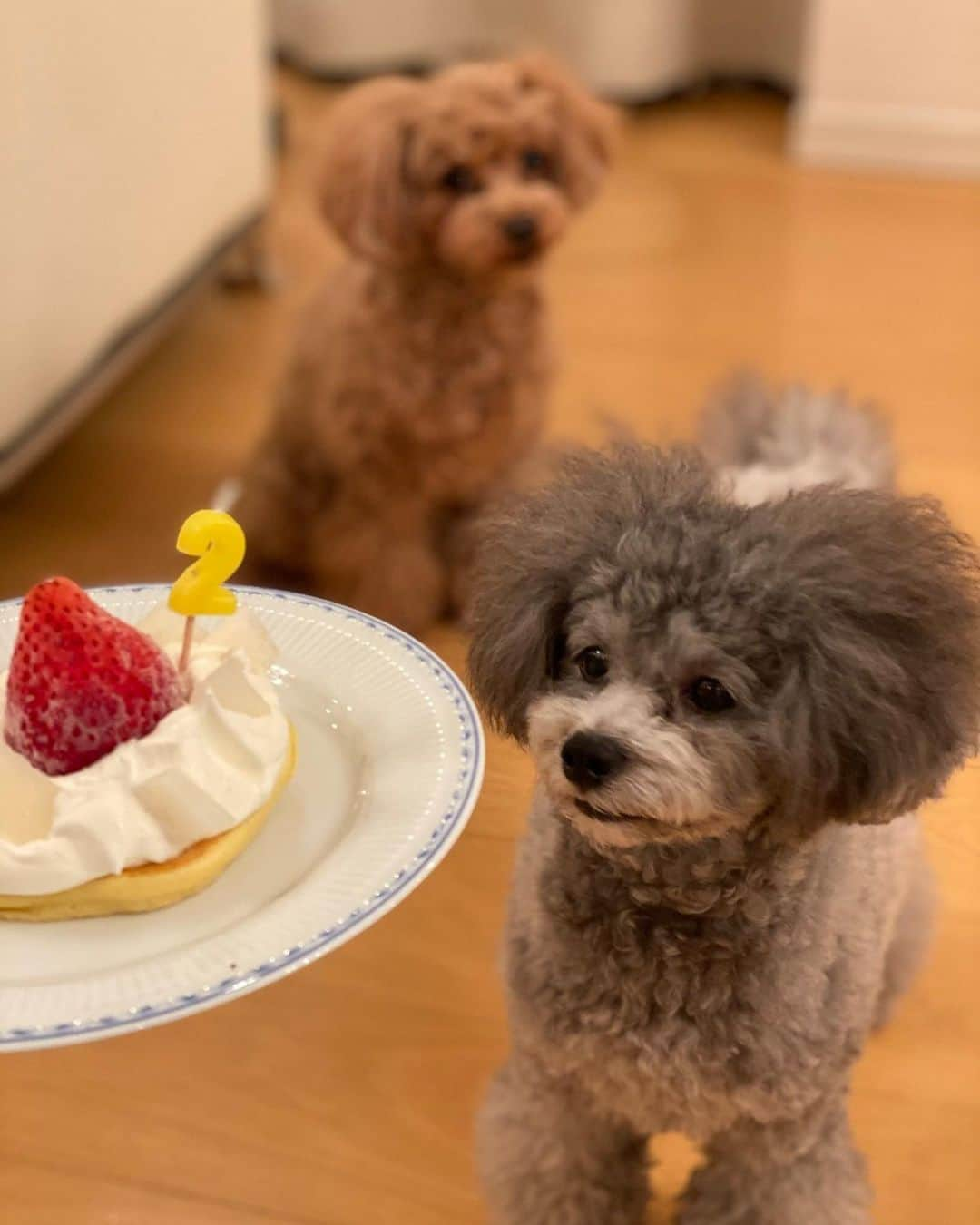 山下莉奈さんのインスタグラム写真 - (山下莉奈Instagram)「Happy birthday 🥳 鼓太郎くん﻿ ﻿ ２歳になりました〜🎉﻿ ﻿ うちの可愛い可愛い末っ子ボーイ💕﻿ ﻿ すくすくやんちゃに﻿ でもかなり繊細で臆病な所もあるけど﻿ ﻿ ポーちゃんに負けじと毎日おもちゃの取り合いを頑張ってます🧸💓﻿ ﻿ ﻿ ちょっとお座り忘れてたからまた教えなきゃ🤣💦💦﻿ ﻿ よく食べよく遊びよく寝て💕﻿ これからもニコニコ可愛い鼓太郎でいてね💕﻿ ﻿ ２歳おめでとう🎂💓🎊﻿  #トイプードル #ぼくは鼓太郎　#トイプードルシルバー」9月30日 23時57分 - rinayamashita