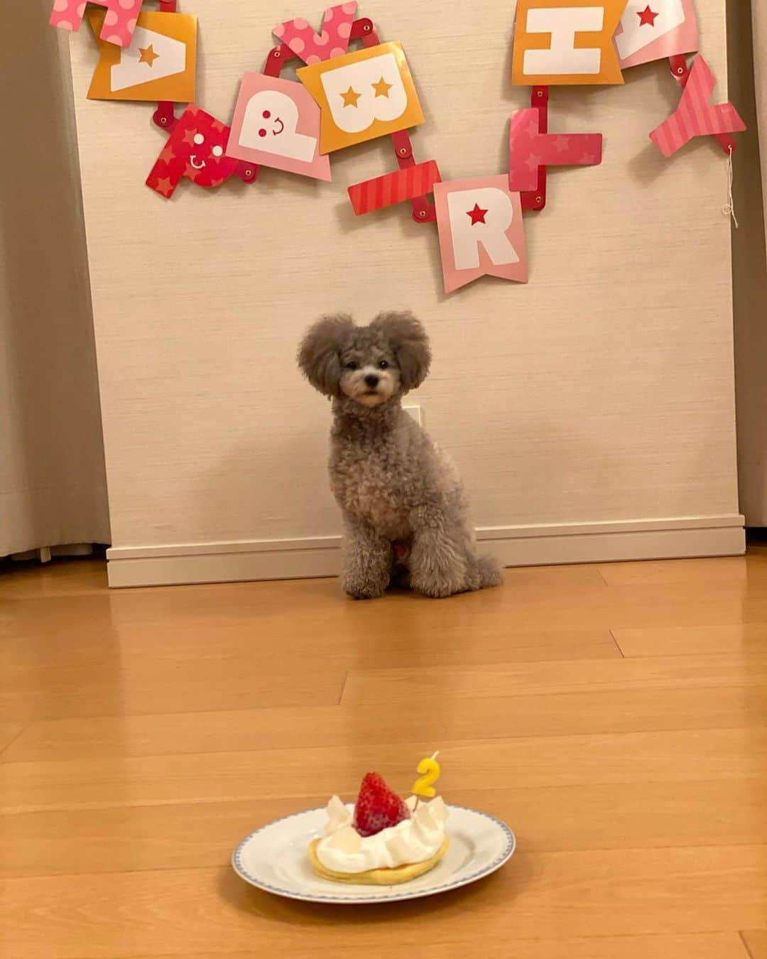 山下莉奈さんのインスタグラム写真 - (山下莉奈Instagram)「Happy birthday 🥳 鼓太郎くん﻿ ﻿ ２歳になりました〜🎉﻿ ﻿ うちの可愛い可愛い末っ子ボーイ💕﻿ ﻿ すくすくやんちゃに﻿ でもかなり繊細で臆病な所もあるけど﻿ ﻿ ポーちゃんに負けじと毎日おもちゃの取り合いを頑張ってます🧸💓﻿ ﻿ ﻿ ちょっとお座り忘れてたからまた教えなきゃ🤣💦💦﻿ ﻿ よく食べよく遊びよく寝て💕﻿ これからもニコニコ可愛い鼓太郎でいてね💕﻿ ﻿ ２歳おめでとう🎂💓🎊﻿  #トイプードル #ぼくは鼓太郎　#トイプードルシルバー」9月30日 23時57分 - rinayamashita