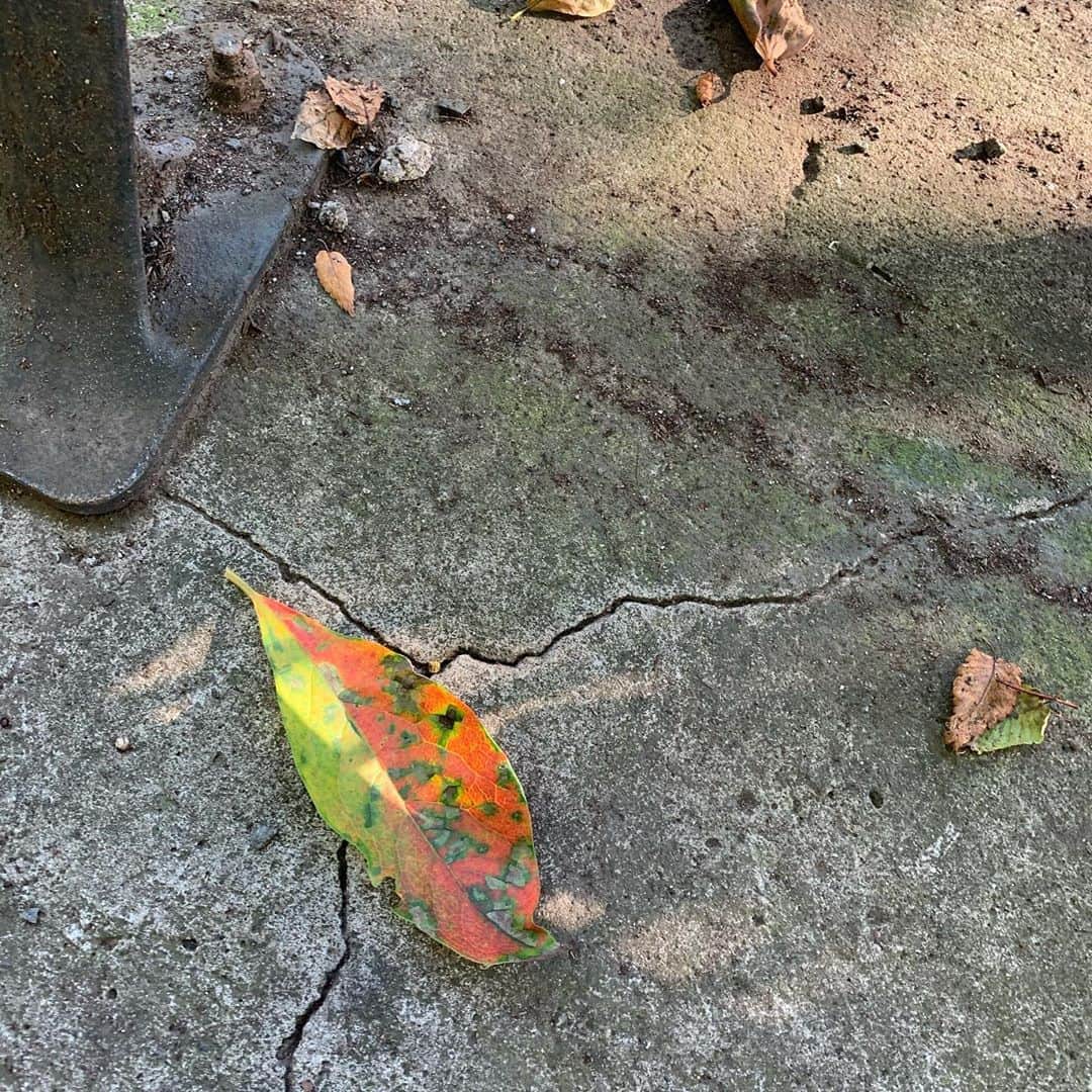 YURIのインスタグラム：「秋。#autumn #가을 my favorite time of the year♥️」