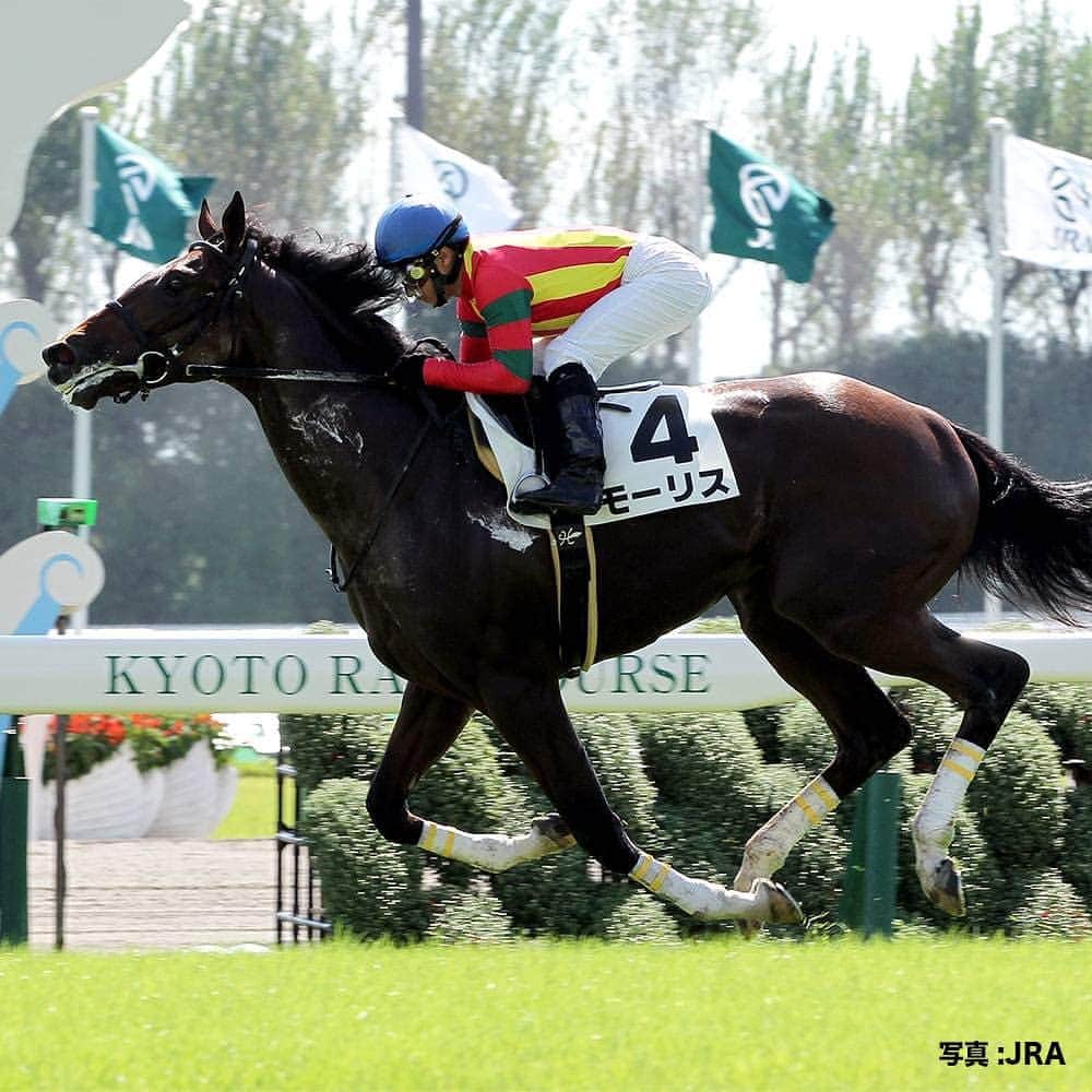 のインスタグラム：「メイクデビュー列伝。  #2013年10月第一週目には #国内外でGI6勝した #世界の #モーリス が #京都でデビュー #今年に子供たちがデビューし #種牡馬としても活躍中 #うまび」