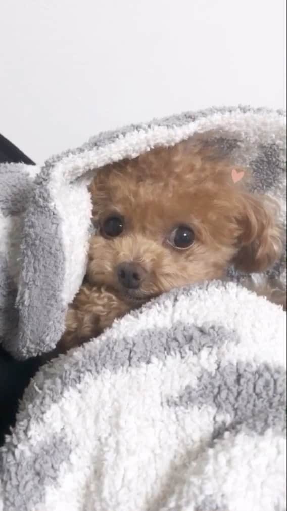 ふわのインスタグラム：「#toypoodle#toypoodlegram#dogsofinstagram#doglover#doglife#instadog#dog#fuwamama#ふわもこのふわ#ふわ#トイプードル#ふわもこ部#犬バカ部#親バカ部#犬のいる暮らし#いぬすたぐらむ」