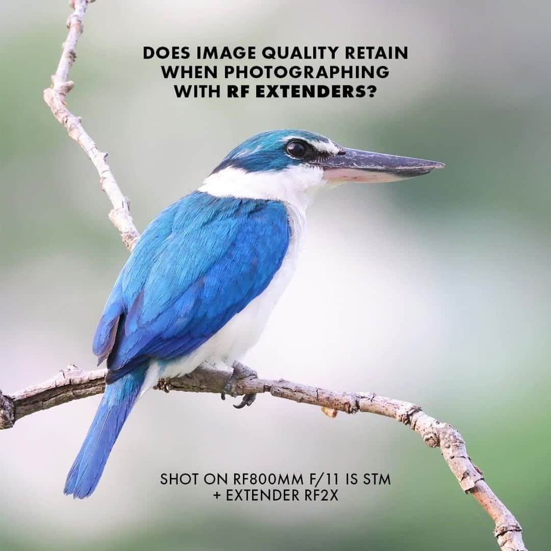 Canon Asiaのインスタグラム：「❌ Myth: Image quality drops when photographing with camera extenders.⁣ .⁣ ✔️ Fact: High Image quality and details retain well when photographing with the Canon RF extenders.⁣ .⁣ Wait for it 👆  as we zoom in to show you the crisp details of the subject photographed using the Canon RF extenders.⁣ .⁣ The Canon RF extenders are compatible with the Canon RF600mm and RF800mm f/11 IS STM lens and RF100-500mm f/4.5-7.1L IS USM lens. ⁣ .⁣ #canonasia #photography #explore #rflens #extenders #canon #rfextenders #lens #inspiration #quality」
