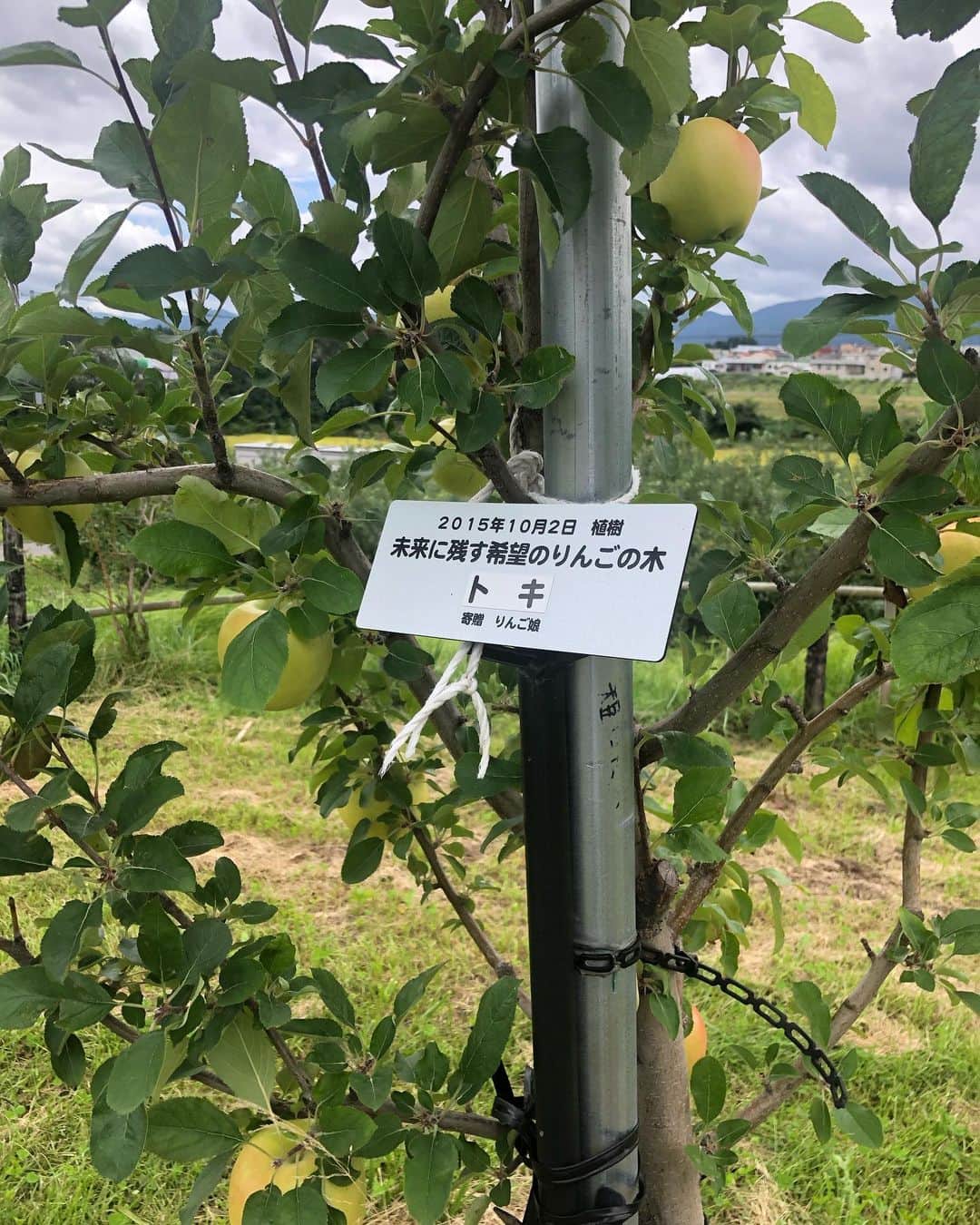 りんご娘さんのインスタグラム写真 - (りんご娘Instagram)「毎年りんごが増えていく😊 成長していますね🍏🍎  りんご公園にある私たちが 植樹したりんごの木は 今も元気に育っています🥰  #りんご公園　#あれから5年 #植樹 #トキ #希望のりんご #タイムカプセル」9月30日 15時36分 - _ringo.musume.com_