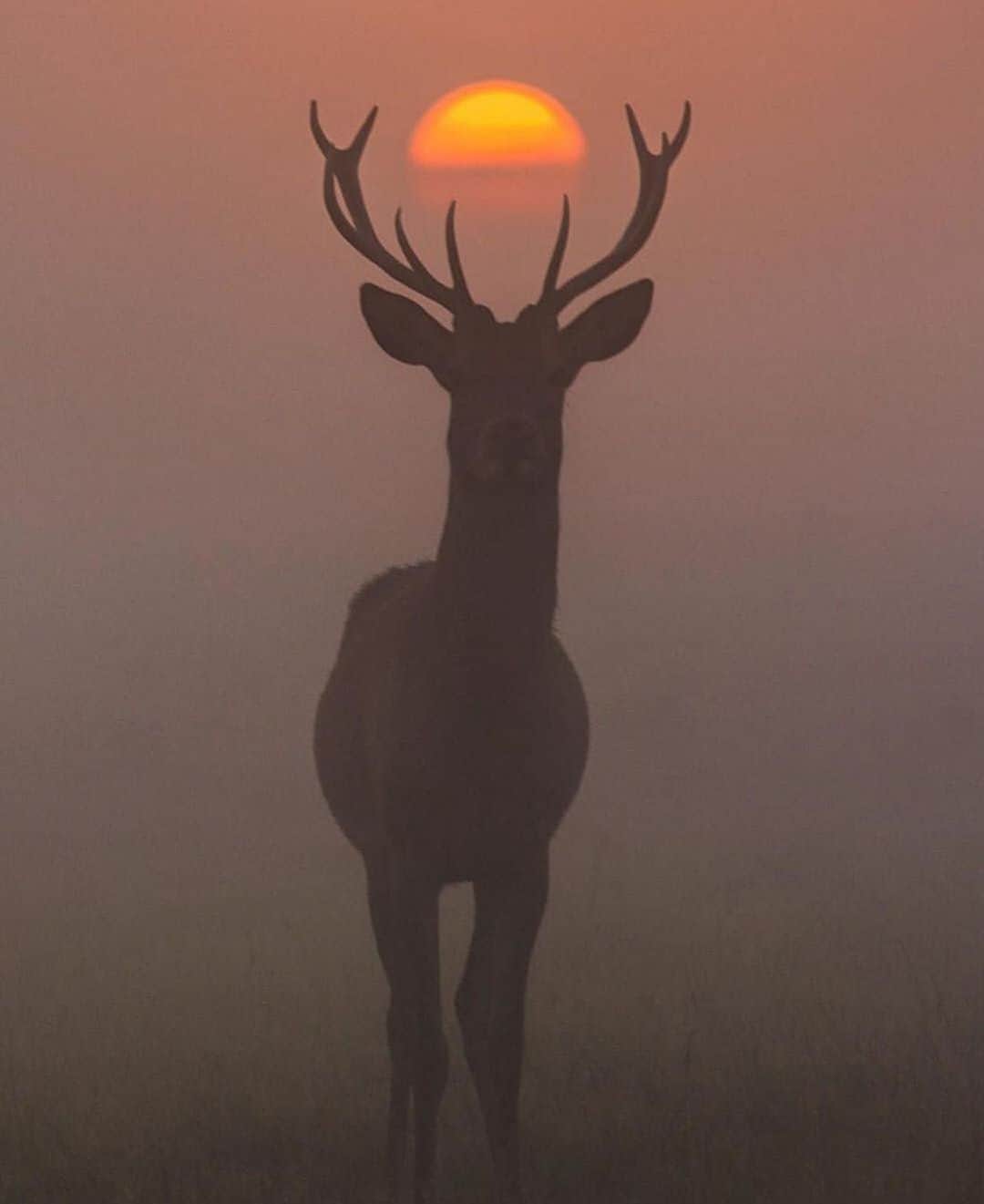 Canon Photographyさんのインスタグラム写真 - (Canon PhotographyInstagram)「When everything aligns perfectly! 🦌 Photography // @chaitdeshphotography Curated by @steffeneisenacher  #deer #sunrisephotography #wildlife #england #foggymorning #unitedkingdom」9月30日 15時51分 - cpcollectives