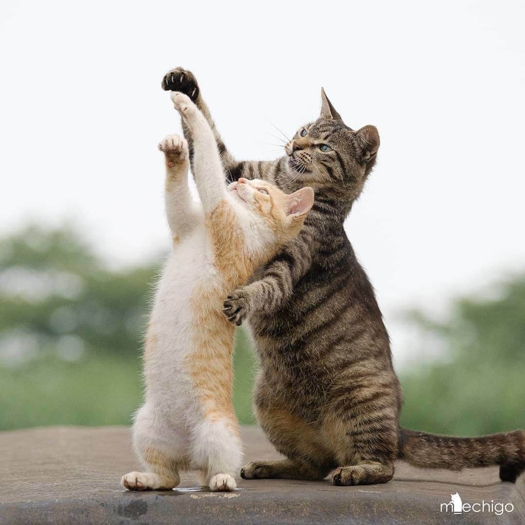 NEKOくらぶさんのインスタグラム写真 - (NEKOくらぶInstagram)「お姉さん猫の狩り教室「飛んできたものを捕まえる編」⠀ @m_echigo さんの作品ですにゃ（＝ΦωΦ＝）⠀ *⠀ いいね！＆コメント大歓迎！！⠀ *⠀ #nekoclub #NEKOくらぶ #Japan #Photo #写真 #日本 #cat #ネコ #ねこ #猫 ⠀ Follow: @nekoclub_jpn⠀ *⠀ ▼【廣済堂出版共同企画】NEKOくらぶの皆さまとつくる「NEKOくらぶ写真集」、発売中♪（＝ΦωΦ＝）⠀ ※詳細は本アカウント「 @nekoclub_jpn 」のプロフィールに固定しているハイライトから⠀ *⠀ ※皆様、政府、自治体など公的機関の指示に従った行動をお願いします。⠀ 東京カメラ部および分室では、写真を「見る楽しみ」を提供することを通して、微力ながら皆様にわずかな時間でも癒しをお届けしたいと思っております。⠀ ※本アカウントは東京カメラ部がFacebook、Instagramのサービスを利用して運営しているもので、Facebook社・Instagramとは一切関係ありません。」9月30日 16時00分 - nekoclub_jpn