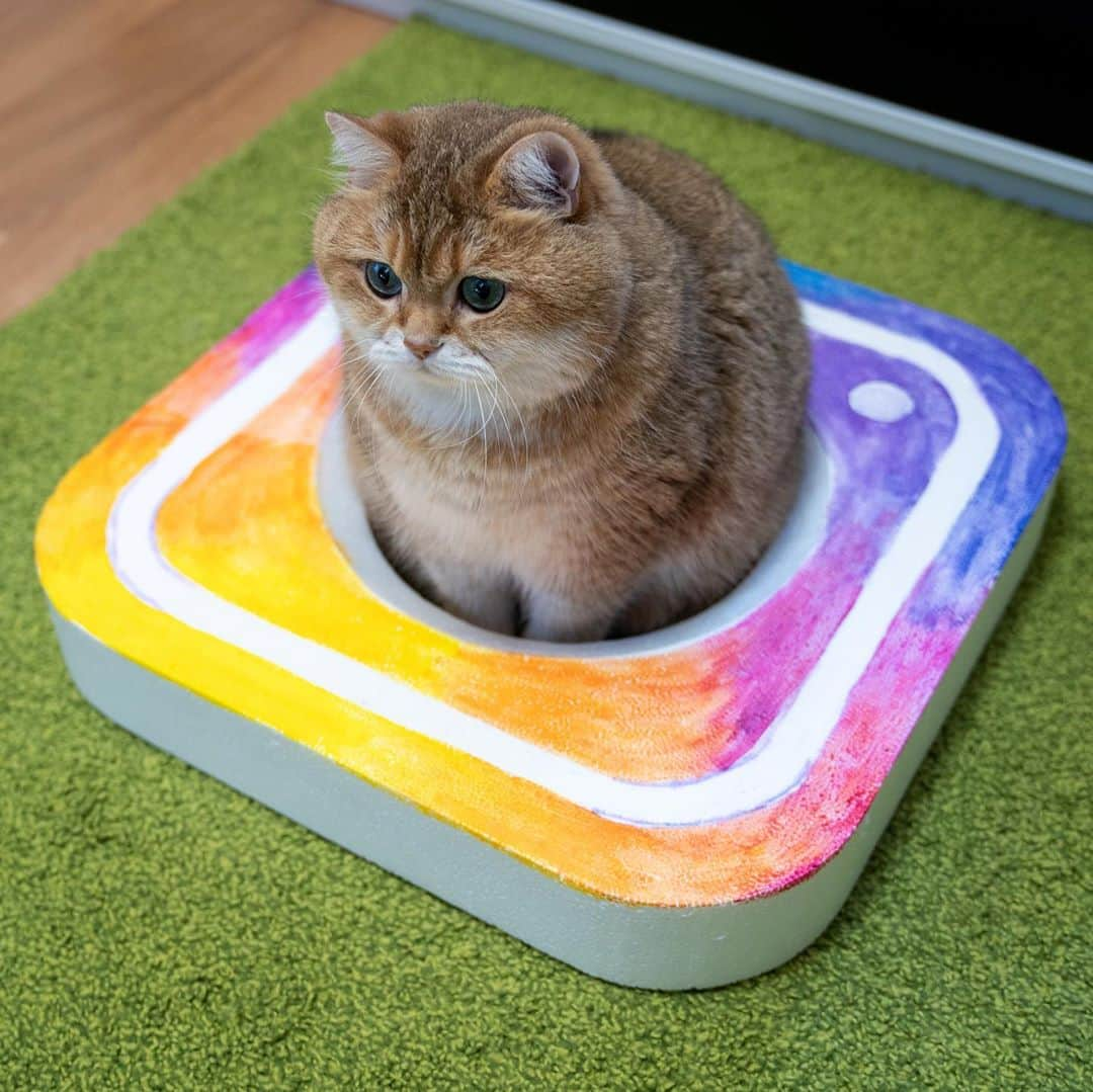 Hosicoさんのインスタグラム写真 - (HosicoInstagram)「You should follow me on Instagram 💜」9月30日 16時02分 - hosico_cat