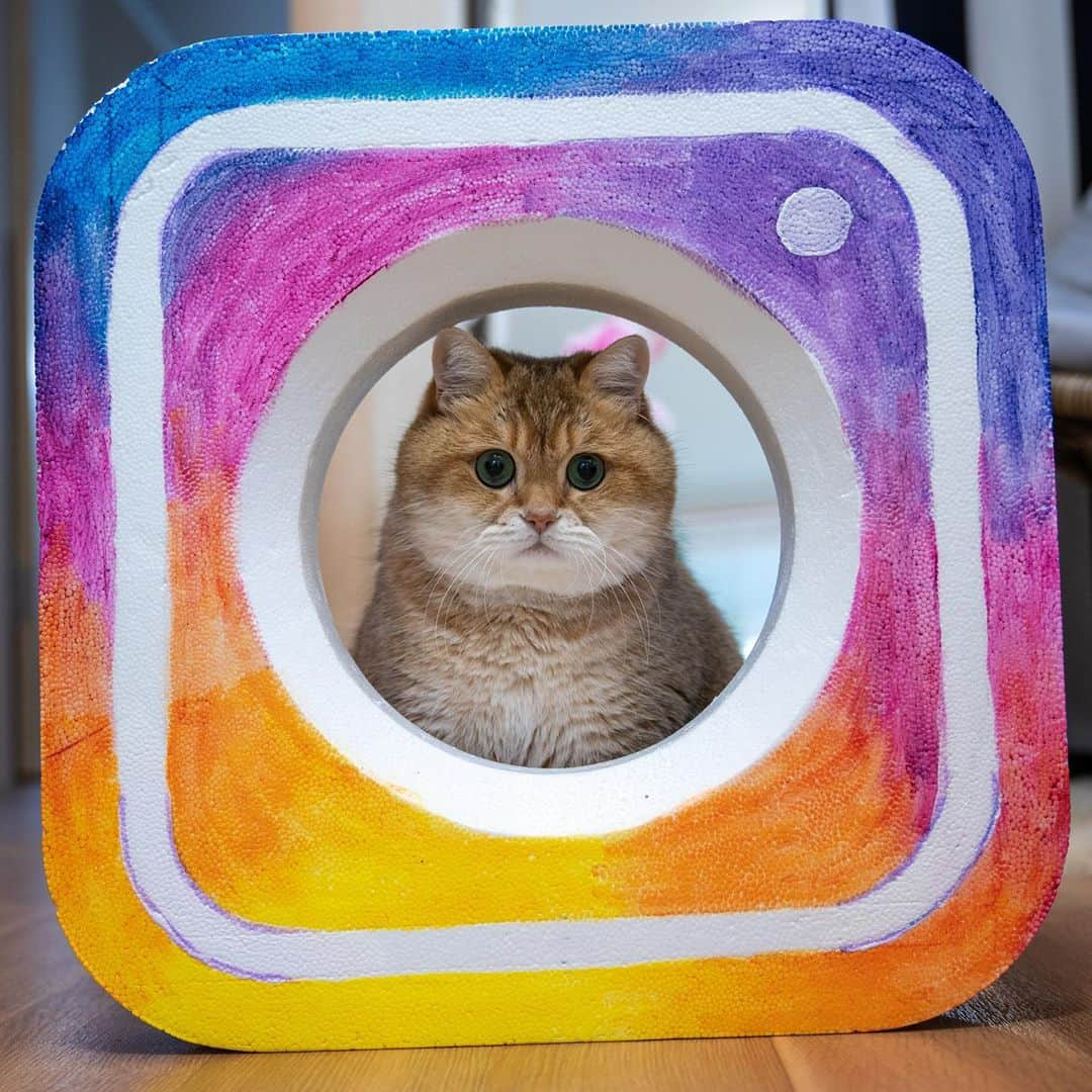 Hosicoさんのインスタグラム写真 - (HosicoInstagram)「You should follow me on Instagram 💜」9月30日 16時02分 - hosico_cat