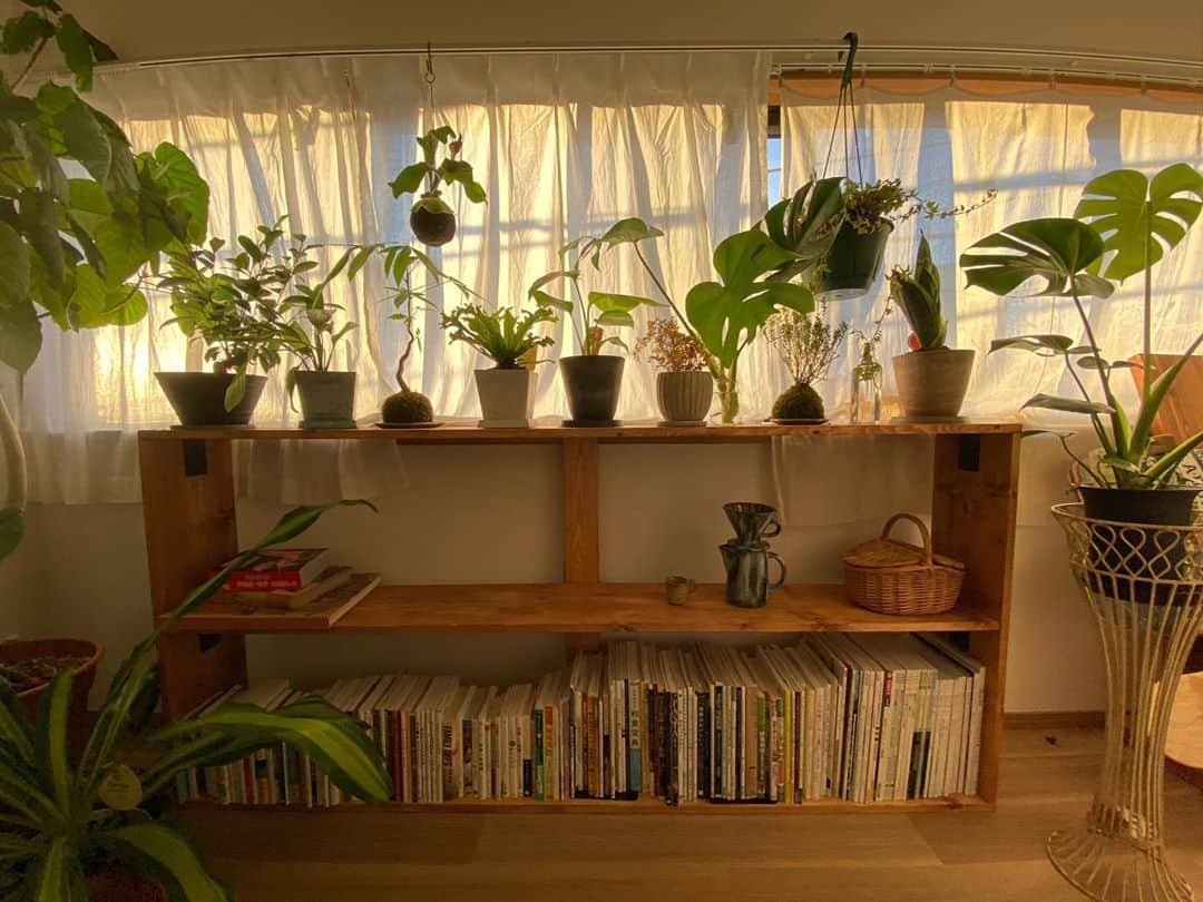 国枝洋子のインスタグラム：「最近DIYした棚。  朝5時台に起きると朝焼けに照らされた植物達がすごく綺麗で癒される🌼」