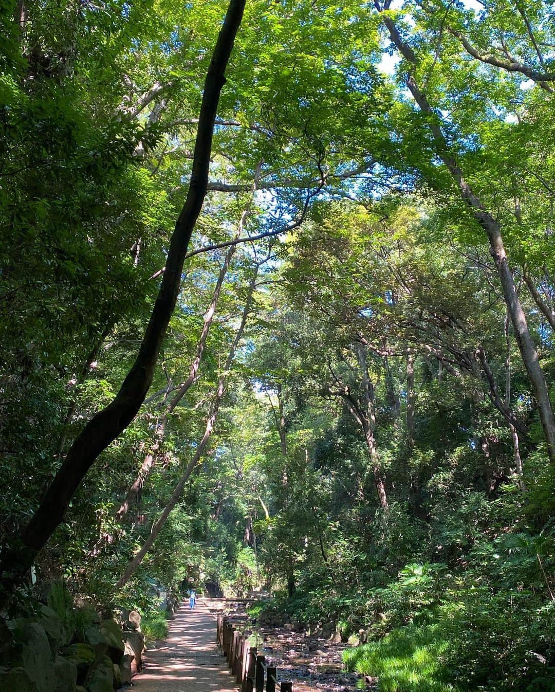 兼田恵さんのインスタグラム写真 - (兼田恵Instagram)「山までは行けないけど緑が見た過ぎて東京の渓谷へ。その1。 お散歩するにはちょうどよい広さ、そして緑と湧水に癒される〜✨(о´∀`о)  #等々力渓谷 #等々力渓谷公園  #ゴルフ橋 #曼珠沙華」9月30日 16時30分 - earl_megu