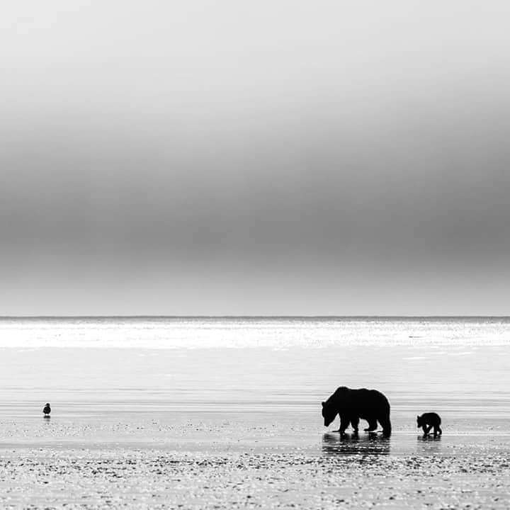 National Geographic Travelさんのインスタグラム写真 - (National Geographic TravelInstagram)「Photo by @daisygilardini / This mother, with her newborn cub, is scouring tidal mudflats for clams in Lake Clark National Park. Brown bears that live in coastal areas in Alaska and Canada often take advantage of the sea as a potential source of food.  Brown bears are at the top of the food chain and are classified in the family order of the carnivores. In reality, though, they’re omnivorous. Eighty percent of the brown bear’s diet comes from sedges, berries, flowers, grasses, roots, and mushrooms, among other vegetable and fruit food sources. They get much of their protein from digging for insects and insect larvae, and they supplement their diet with rodents—mice, marmots, squirrels, etc. Occasionally, if the opportunity presents itself, they’ll hunt for young or old, sick, or injured large mammals, such as moose, but that’s relatively infrequent. Follow me @DaisyGilardini for more images and stories behind the scenes. #bear #brownbear #grizzly #grizzlybear #conservation」9月30日 17時08分 - natgeotravel