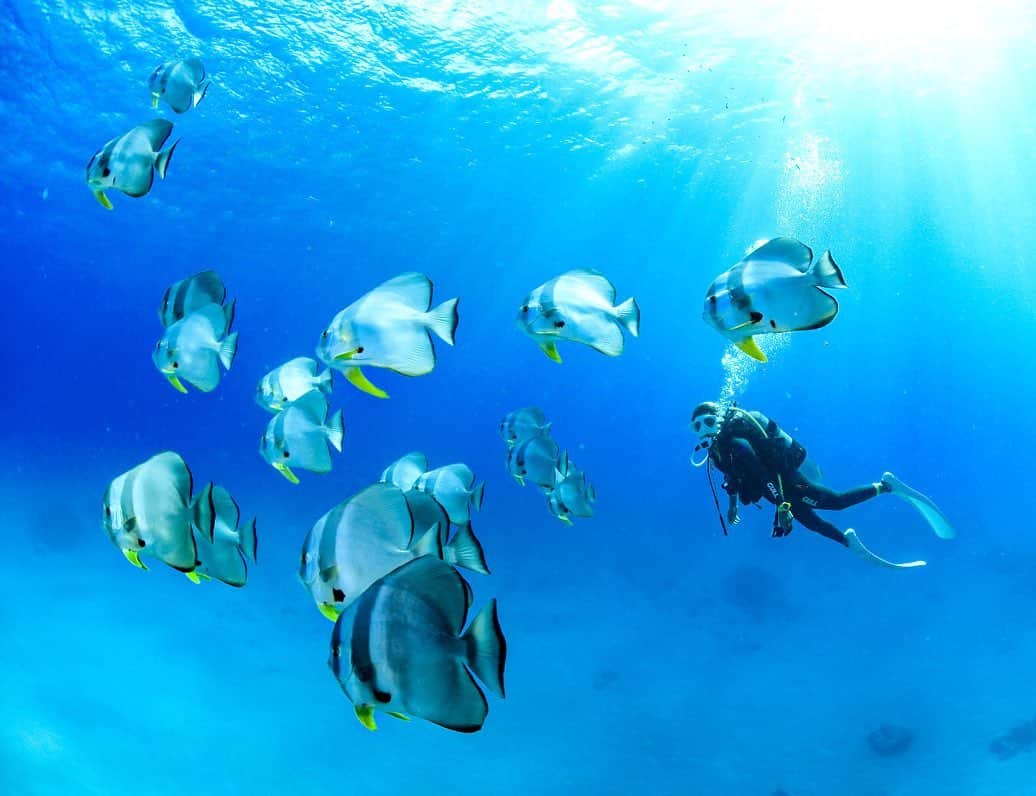 maakoのインスタグラム：「最近ダイビングに目覚めているワタシです🐋🦋💙  スキンダイビングもだーーいすきだけど ダイビングは全然違う楽しさがあるんです🥰👌🏾  生き物と長く居れるのはもちろん スキンダイビングでは気づけなかった 小さな生き物の世界を覗けたり🕵🏽‍♀️🐠💭  潜るたびに観察出来て新しい発見がたくさん👐🏾👐🏾🌼  まだまだ海の中はめっちゃ夏🌻🏝  これからCカードの取得を考えてる🤔💭って人は…👂🏽🤚🏾💫  海は暖かい🌞 でも人は少ない🧍🏼‍♀️ 🧍🏽 🧍🏽‍♀️ 今からがベストかも🤩👌🏾  空いてるのでインストラクターさんを独り占めです🤤💫  ▶︎ @bsac_japan ◀︎ BSACでCカード取得して ダイビング🤿上手になって まだ見ぬ海の世界を広げていこう🥳👐🏾🌍🌊  #夏だけじゃなく一年中海を楽しめるってのもダイビングの魅力🤿🌊💜  もちろんしっかりコロナ対策も万全に🤝🤝🤝 みんなが安心してダイビングを楽しめるように マナーを守って海を一年中 感じれたらいいな☺️🌊  #マコ旅ダイビングしたいぞおおおお‼️‼️‼️💫💫💫 📍石垣島 Diving shop @seamerrily ⛴」