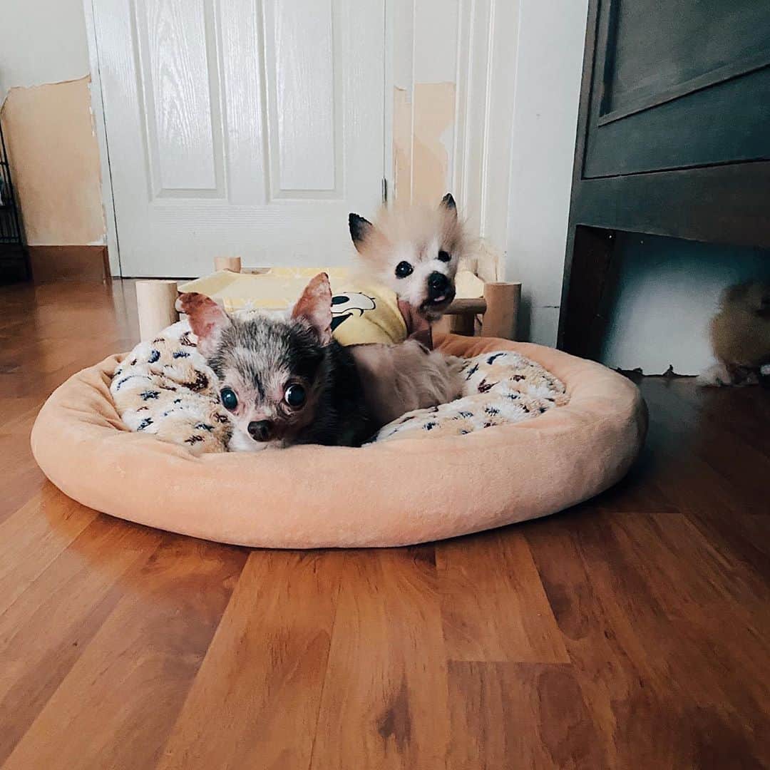 r_oseのインスタグラム：「Morning... 🐿🦙〰️」